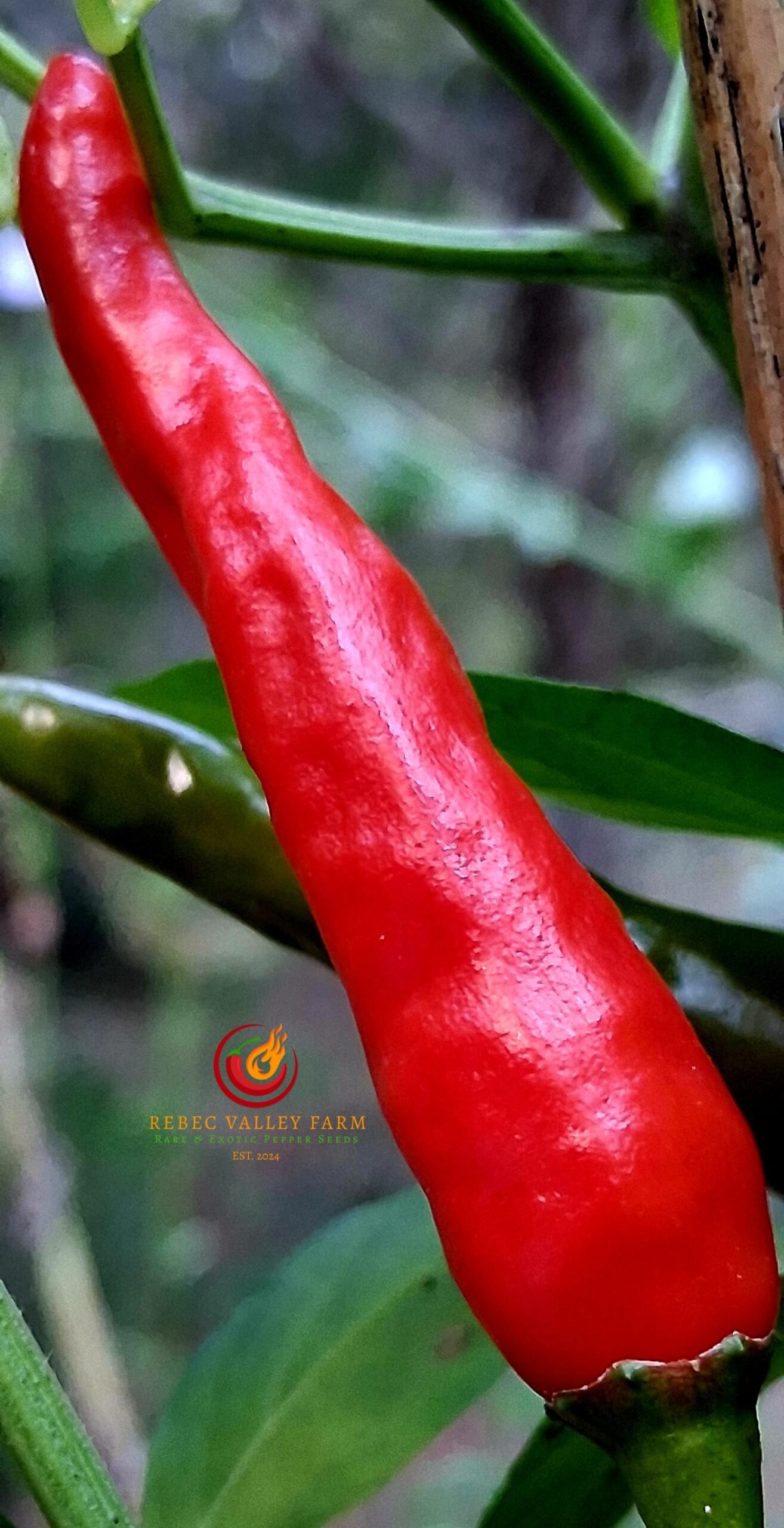 Thai Chili Pepper - Image 4