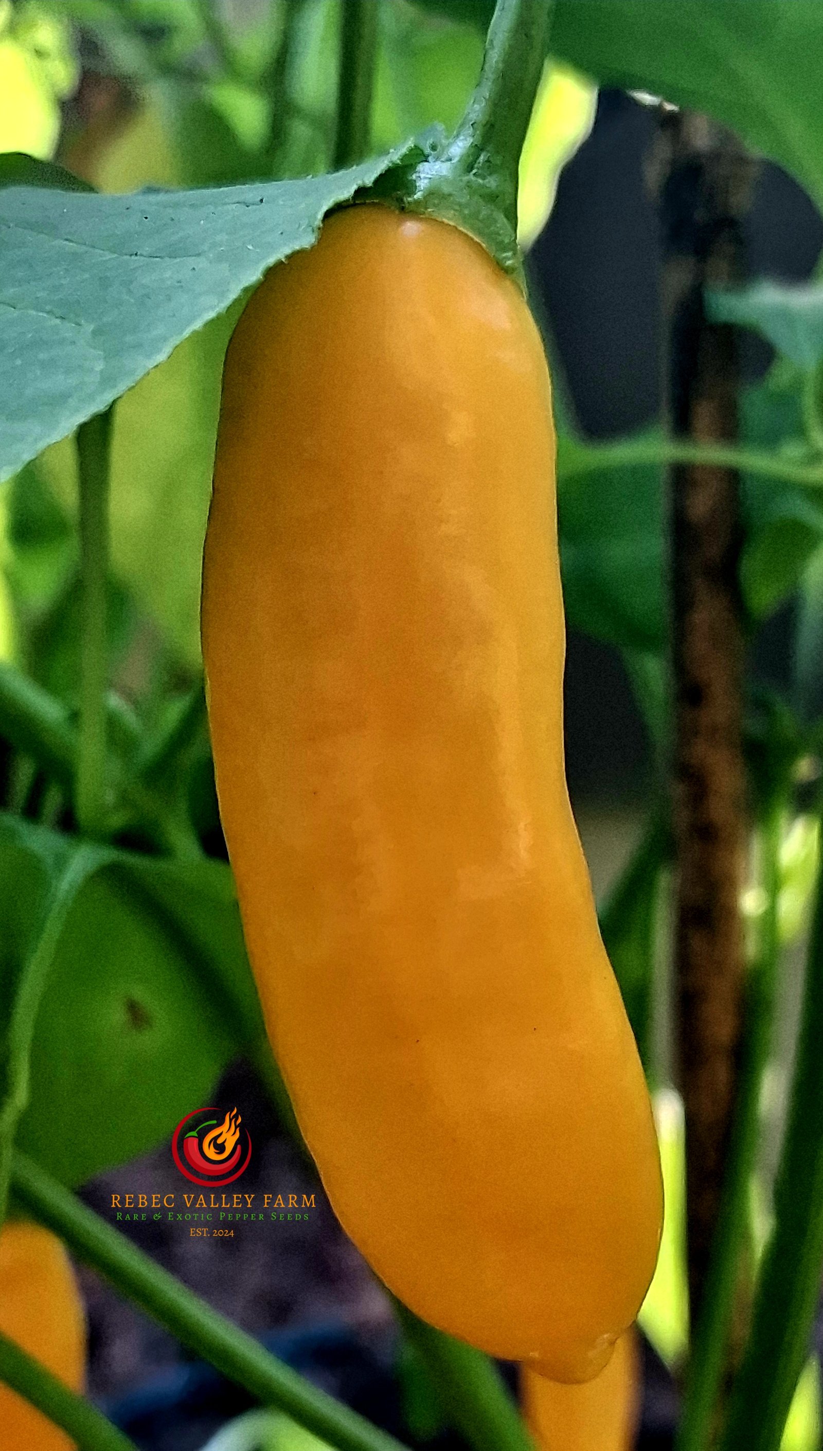 Aji Chinchi Amarillo Pepper - Image 2