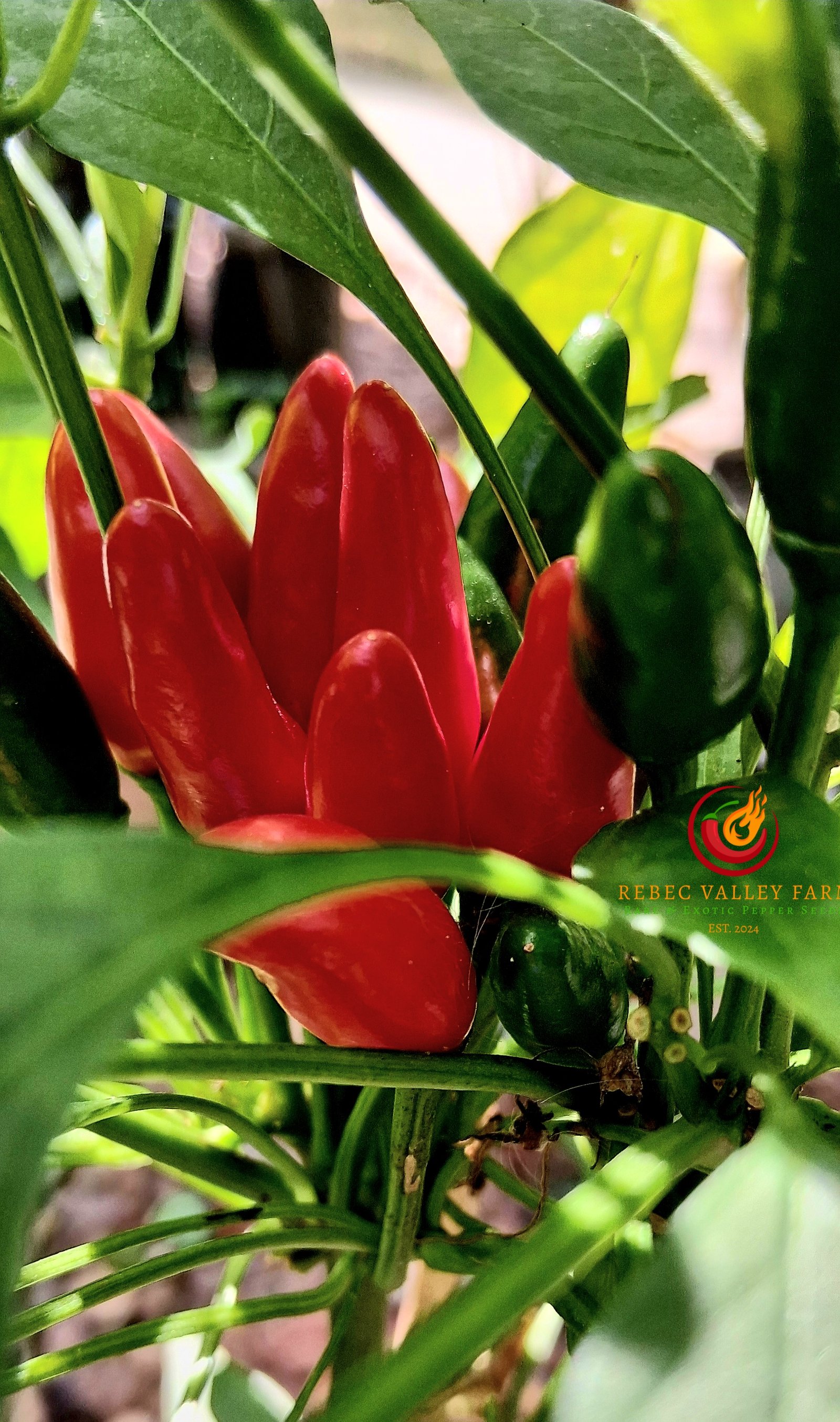 Bird's Eye Pepper - Image 3