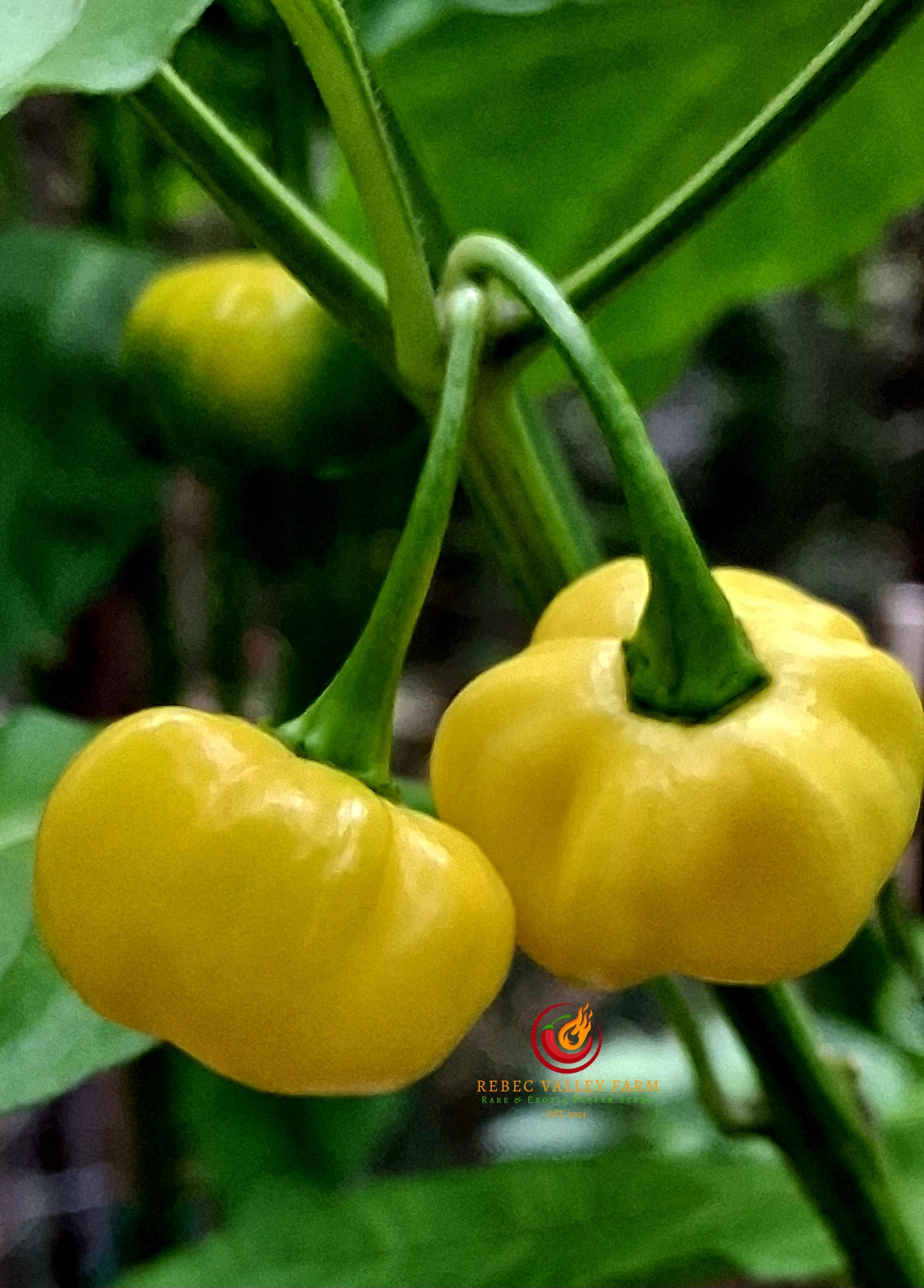 KS Starracha Pumpkin Pepper - Image 4