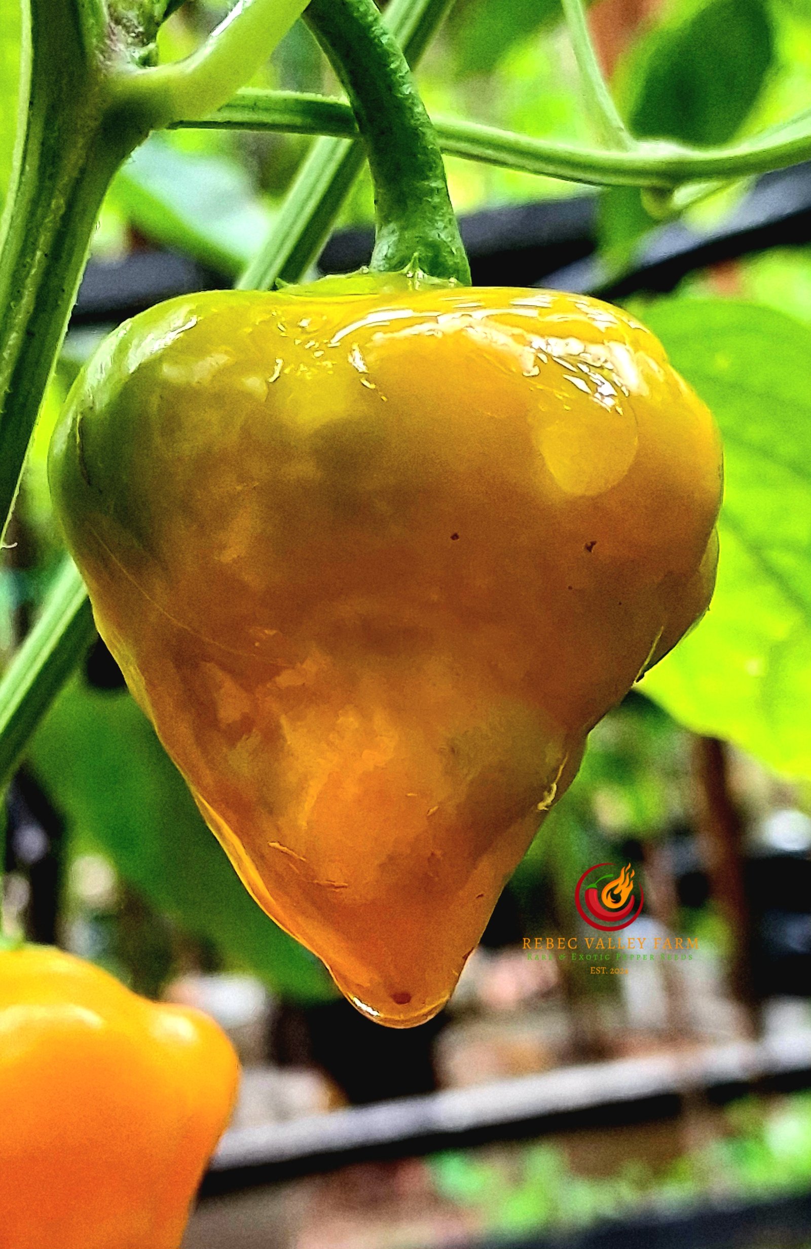 Jamaican Yellow Mushroom Pepper - Image 3