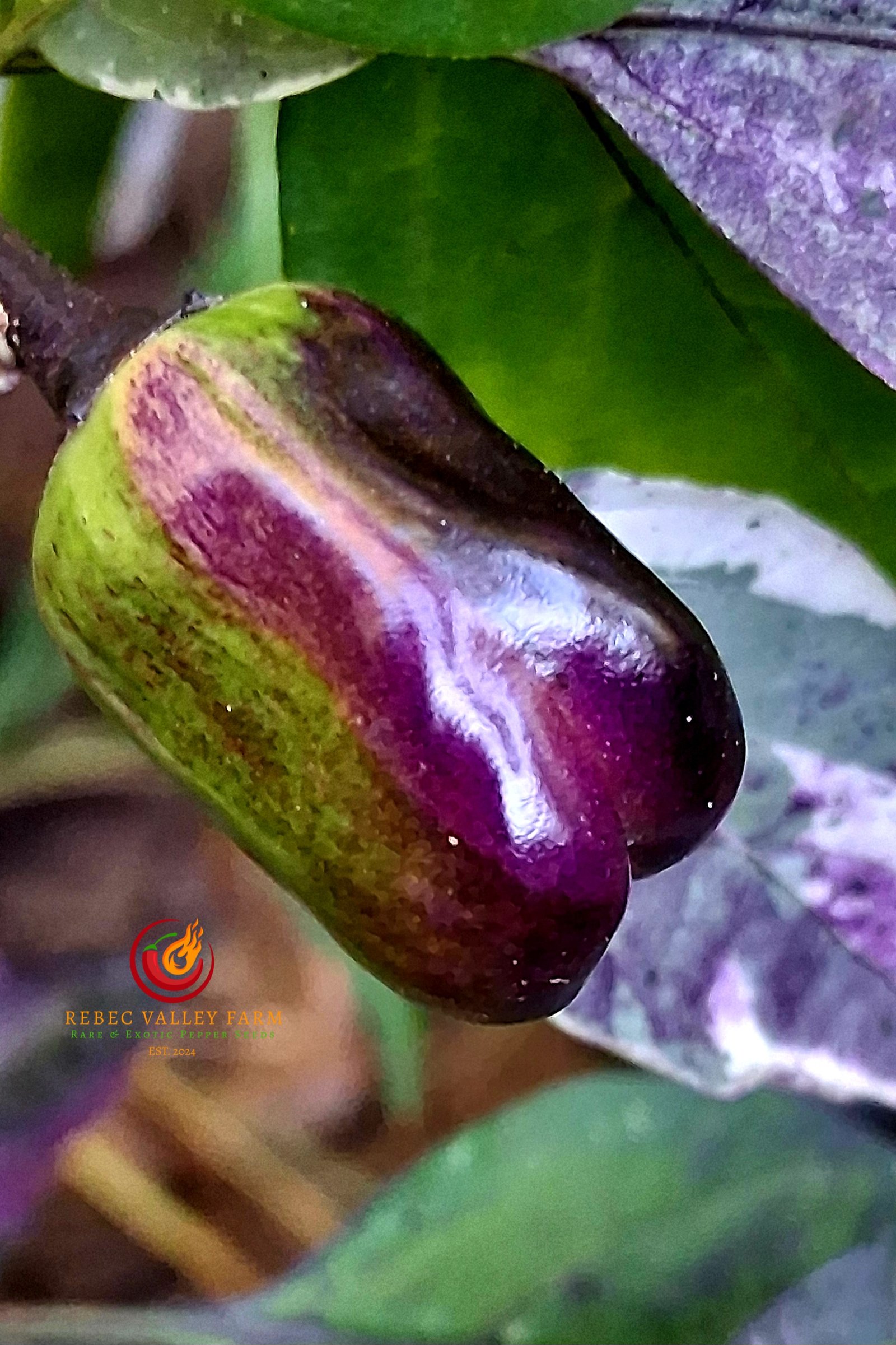 Scarlett's Variegated x Purple Flash Pepper - Image 6