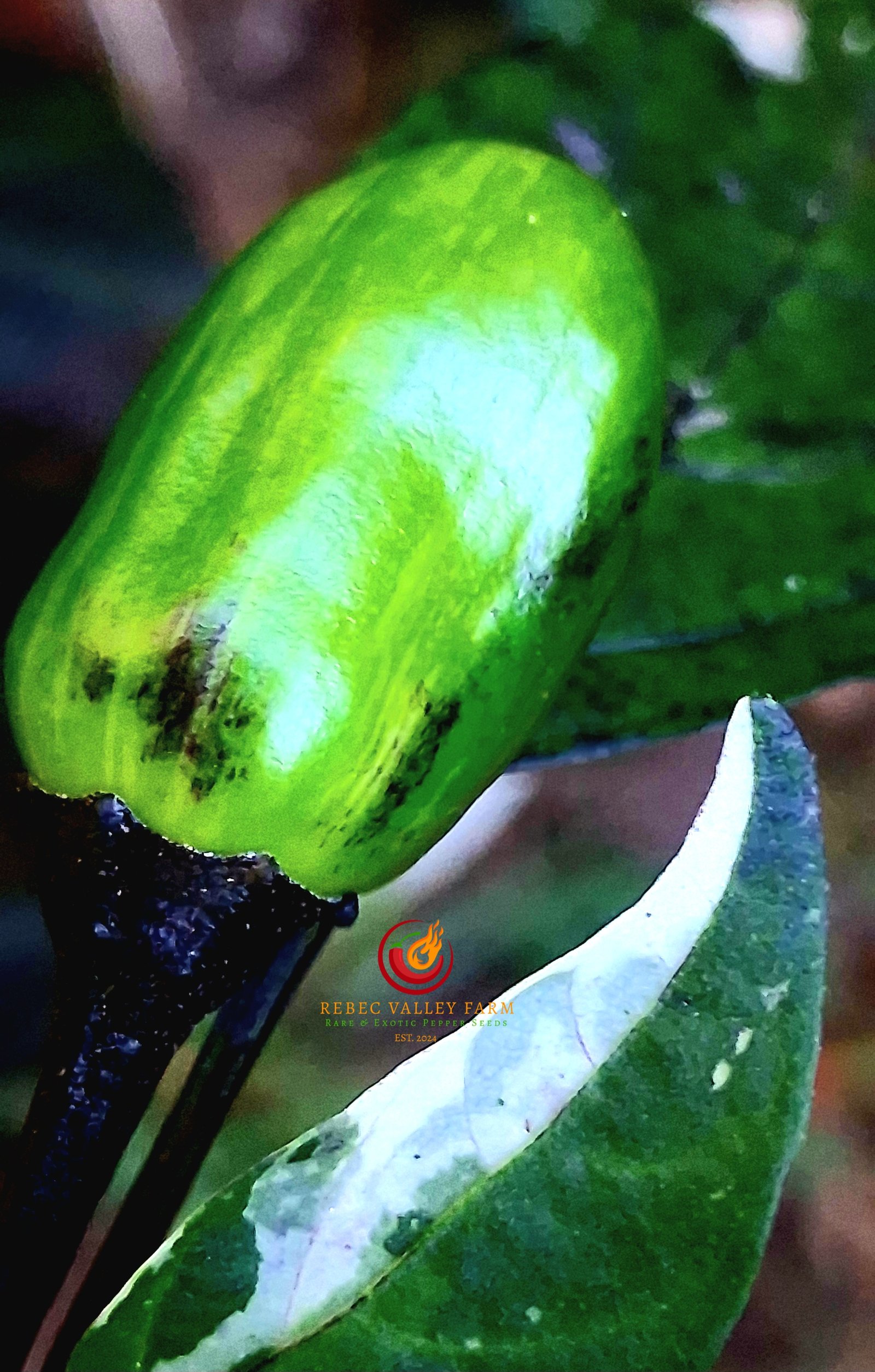 Scarlett's Variegated x Purple Flash Pepper - Image 7