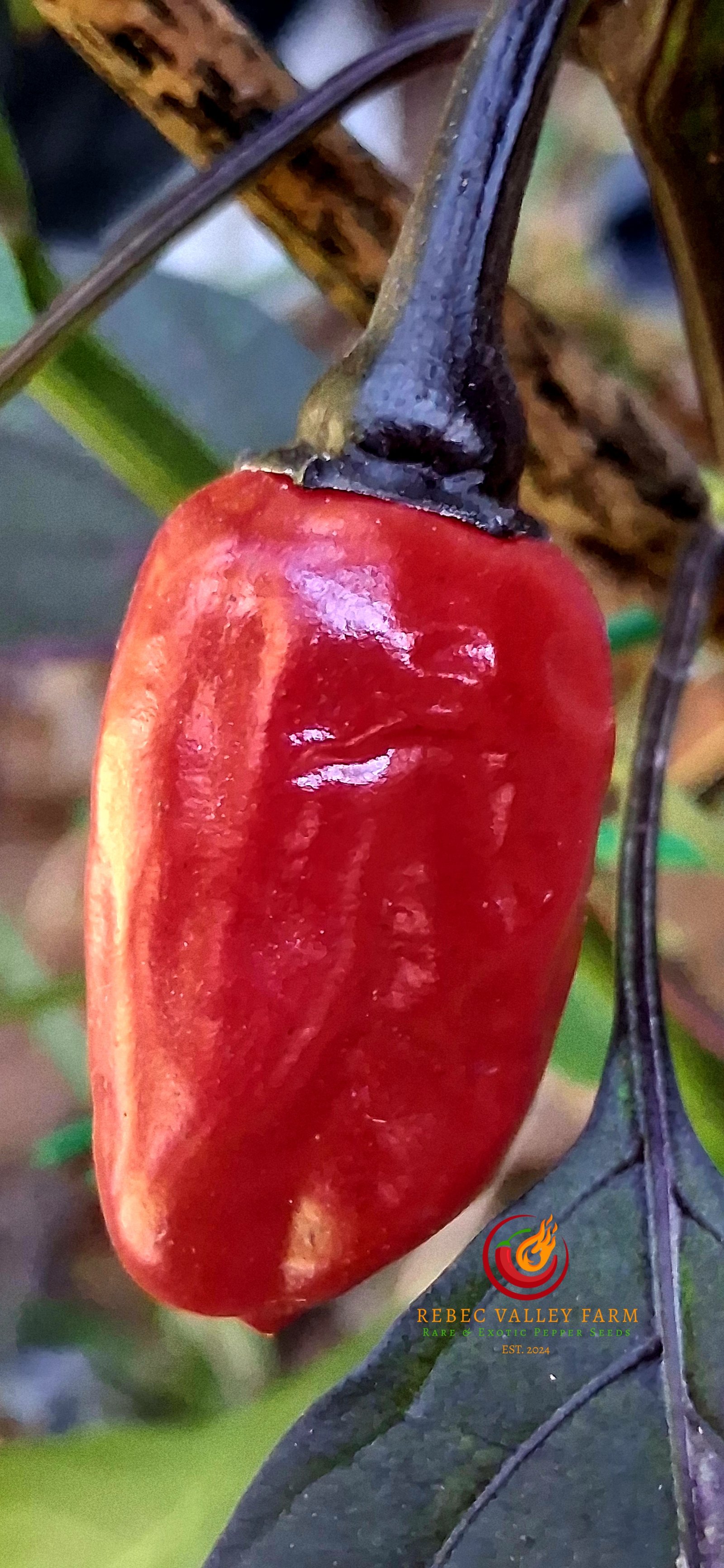 Scarlett's Variegated x Purple Flash Pepper - Image 8