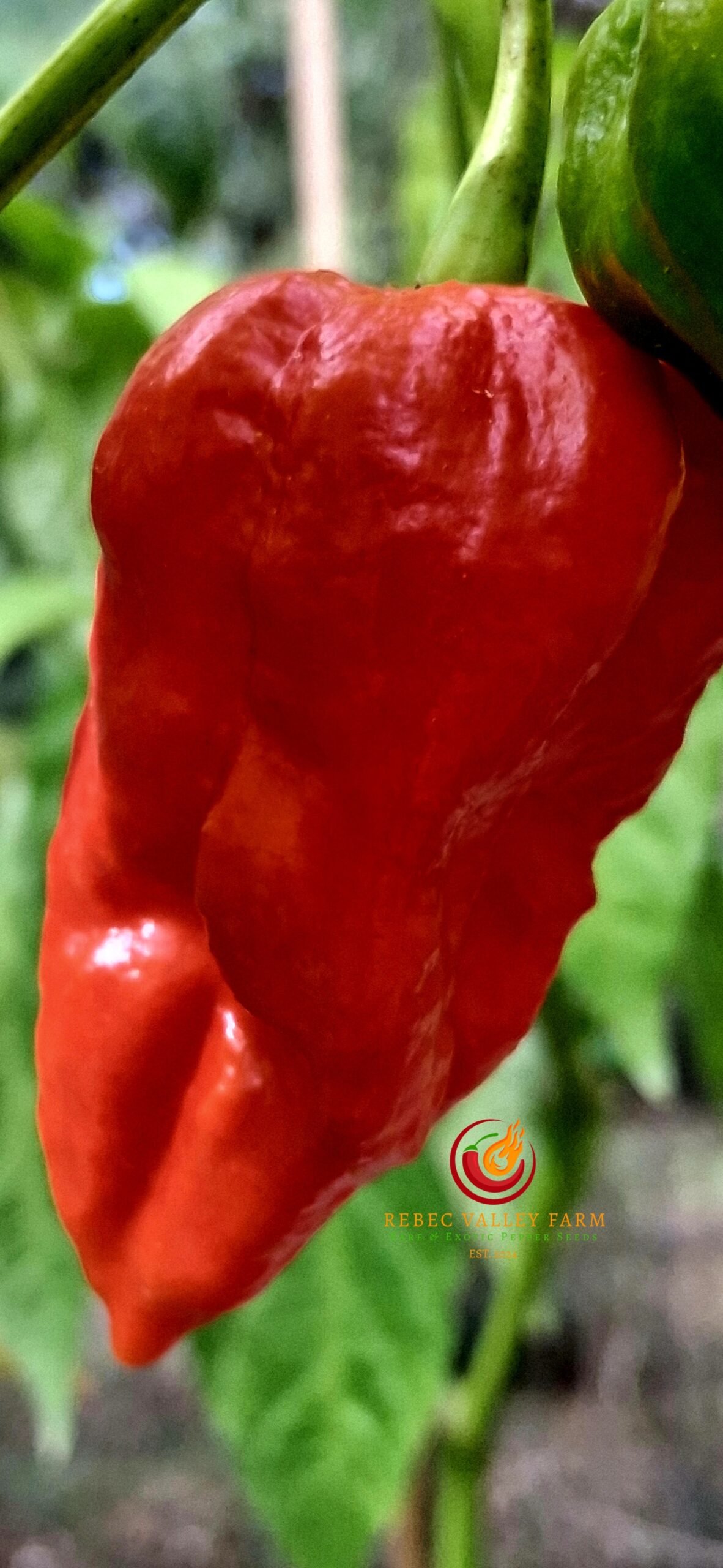 Purple BhutWrecker V2 Pepper - Image 2