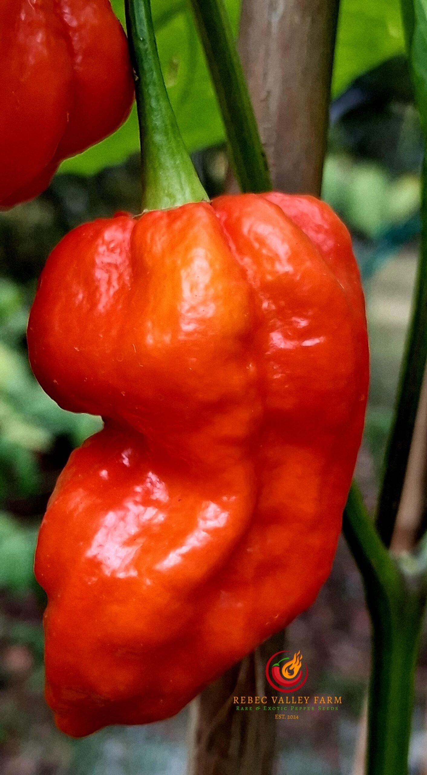 Purple BhutWrecker V2 Pepper - Image 3