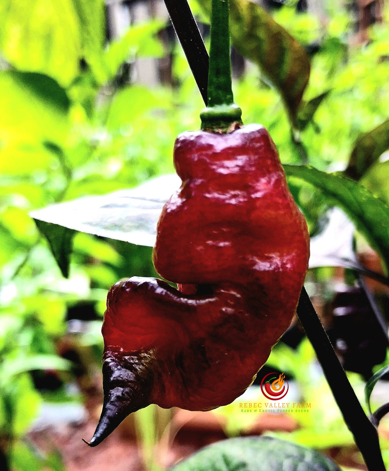 Jay's Purple Ghost Scorpion Pepper - Image 4