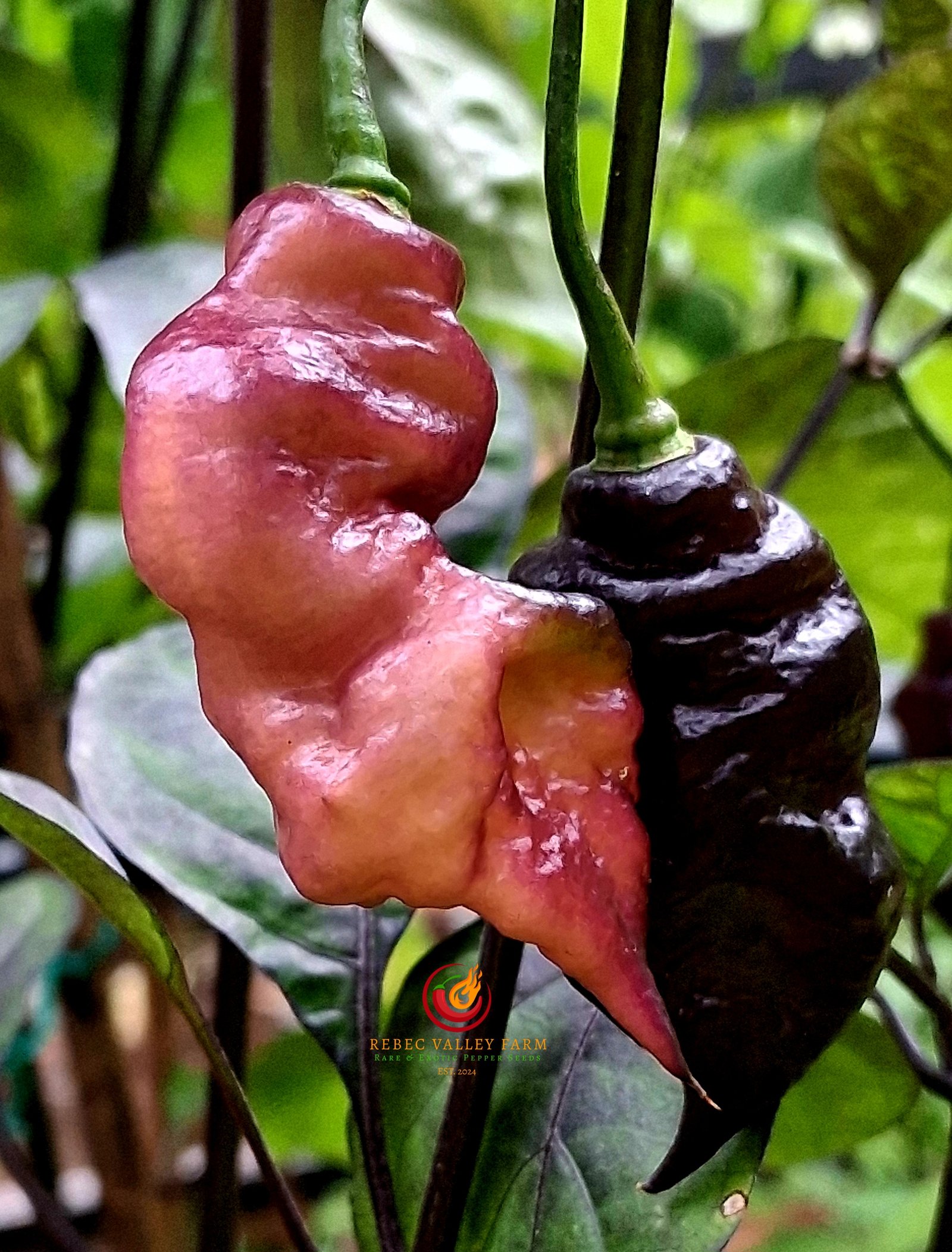 Jay's Purple Ghost Scorpion Pepper - Image 3