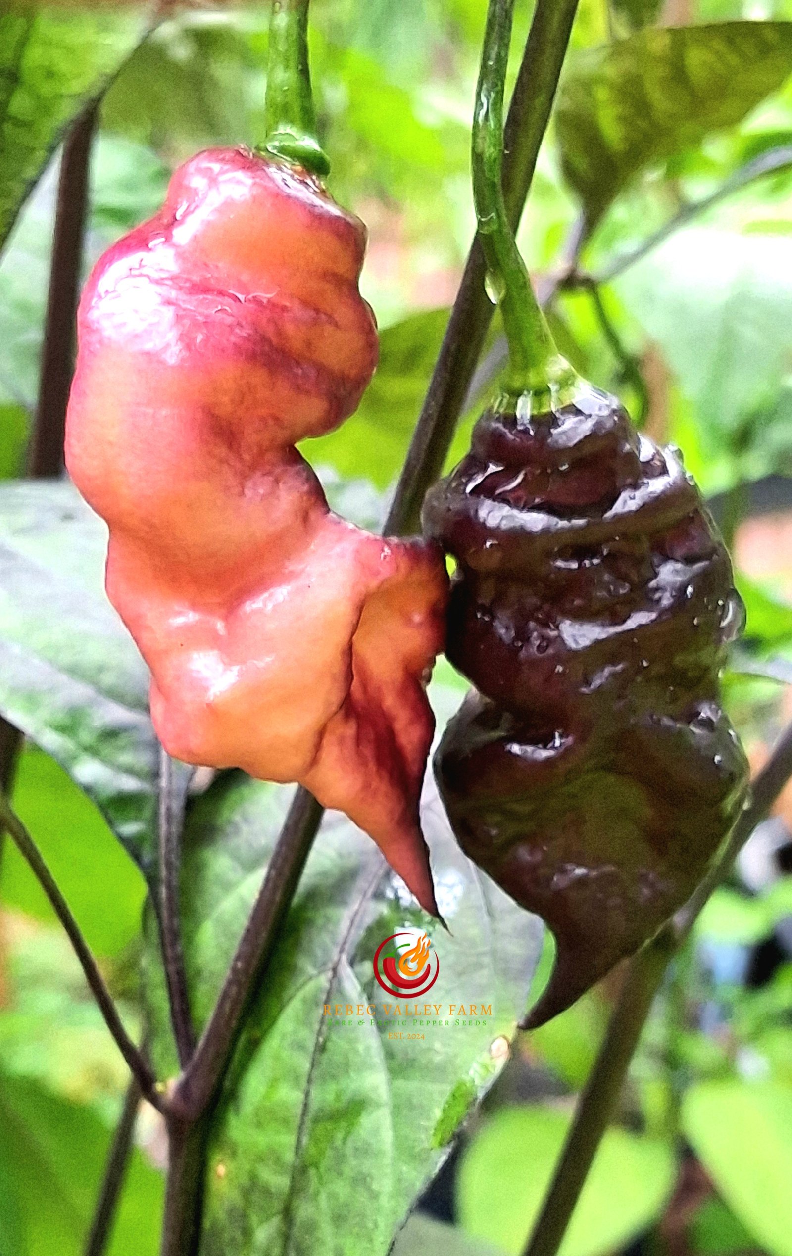 Jay's Purple Ghost Scorpion Pepper - Image 2