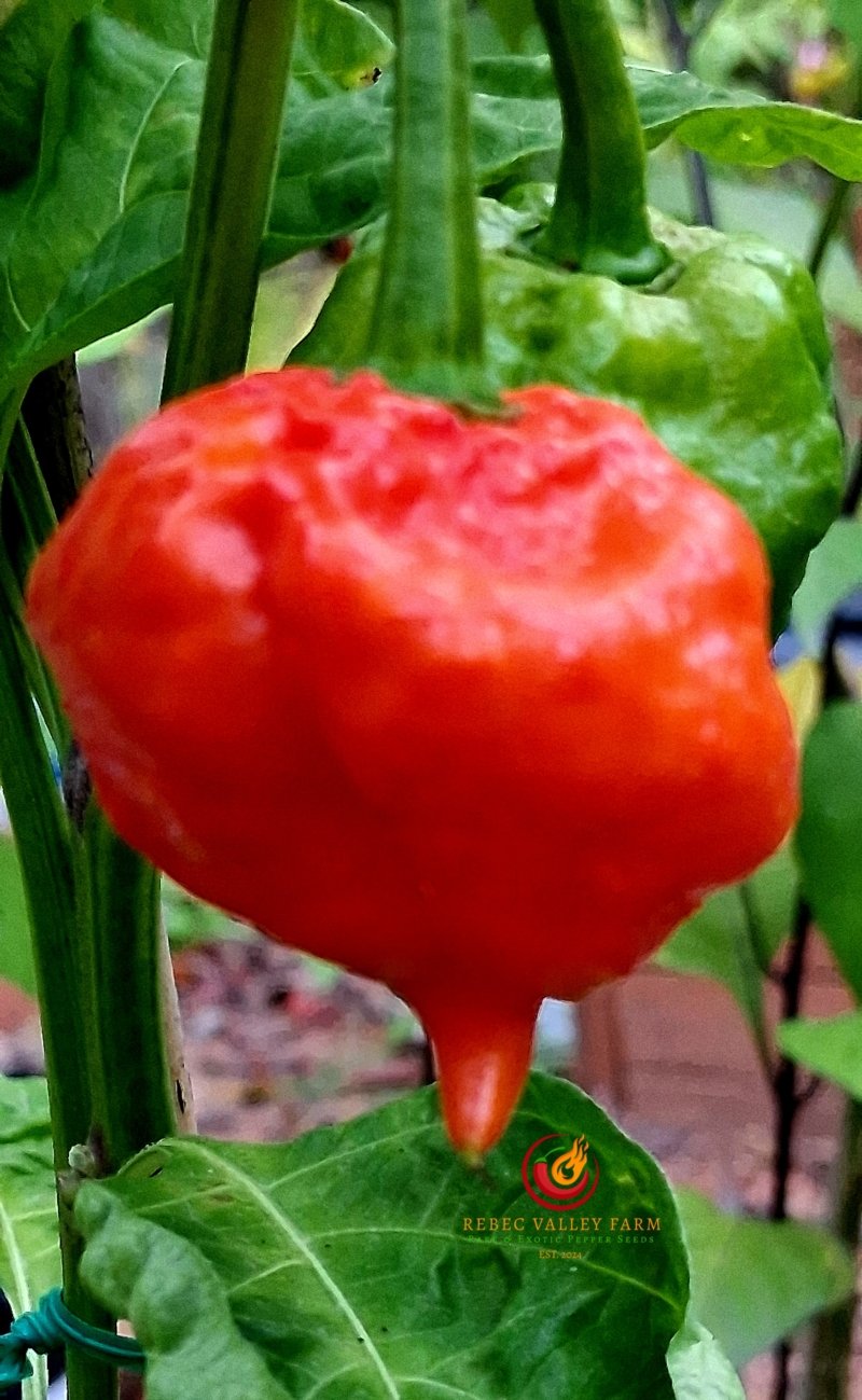 KS Scarlet Rose Pepper - Image 2