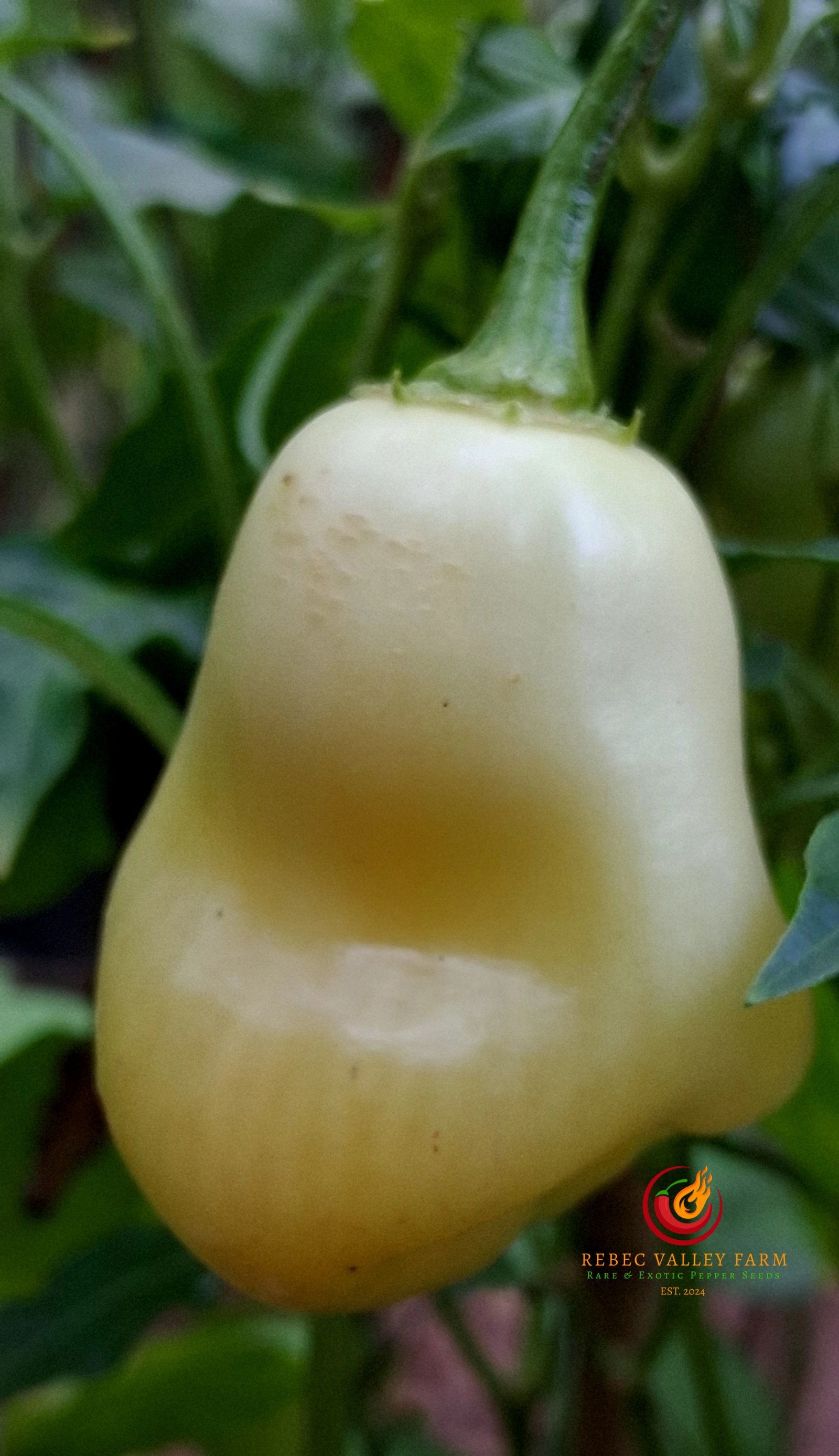 Aji Fantasy Peach Pepper - Image 2