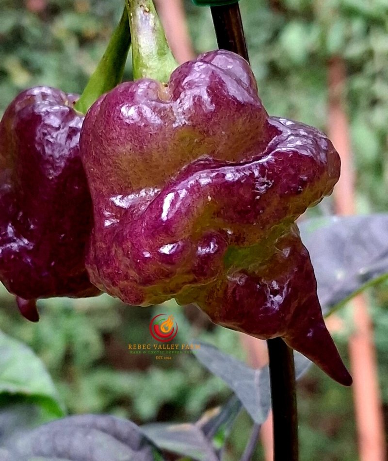 Jay's x Pink Tiger x Reaper Lemon Pepper - Image 3