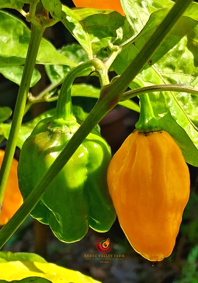 NuMex Suave Orange Pepper - Image 3