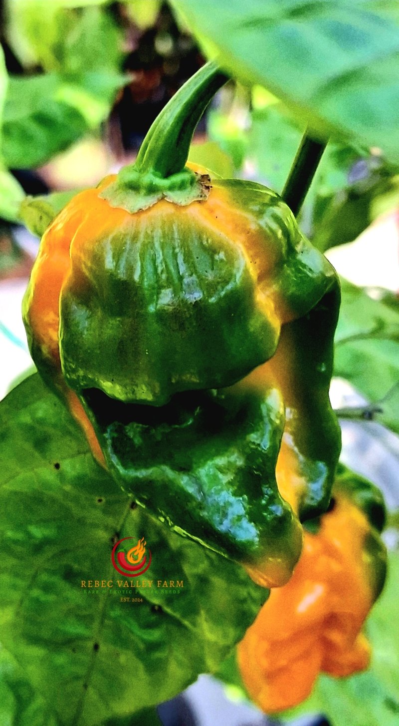 NuMex Suave Orange Pepper - Image 2