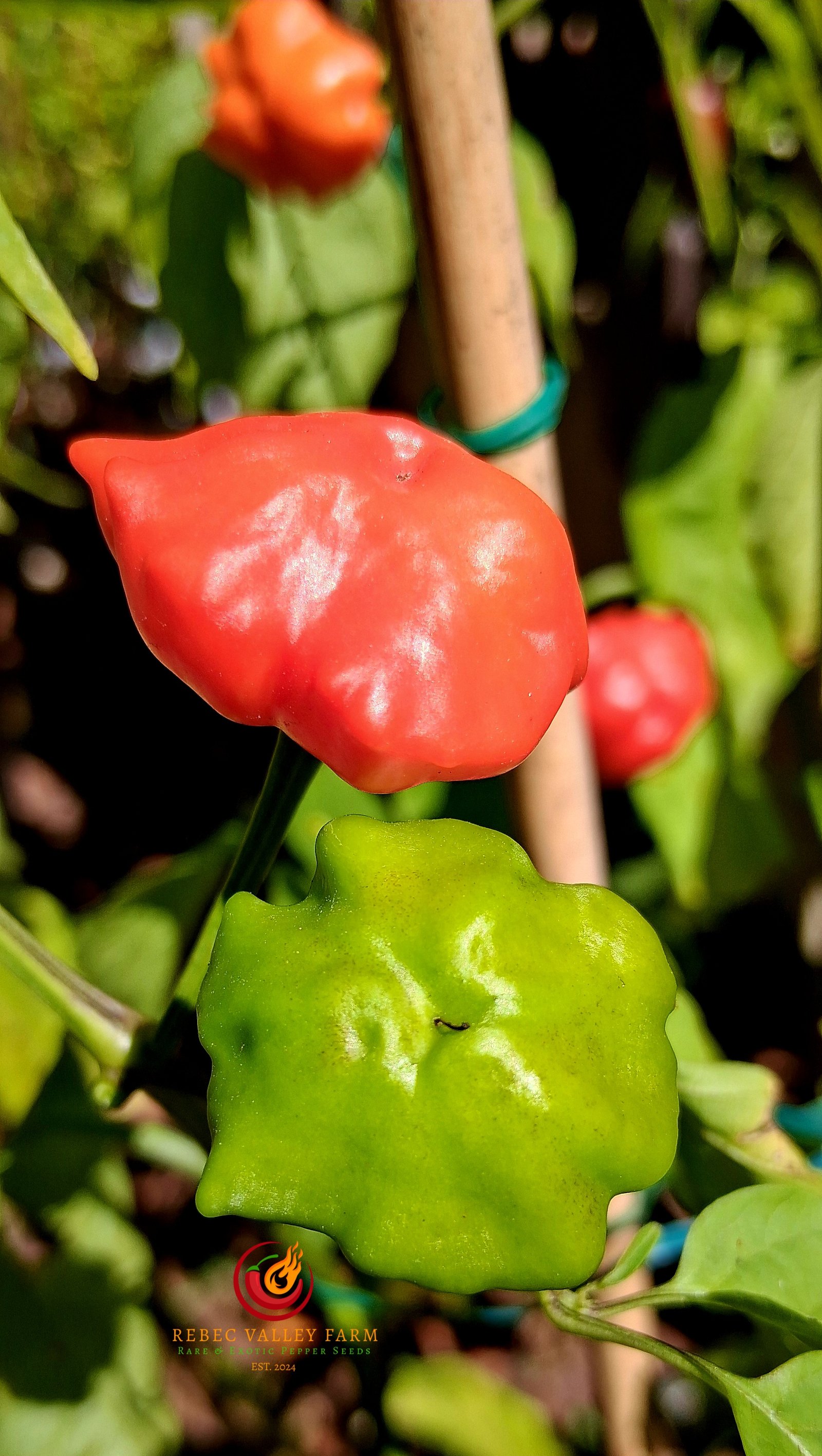 Brazilian Starfish Pepper - Image 3