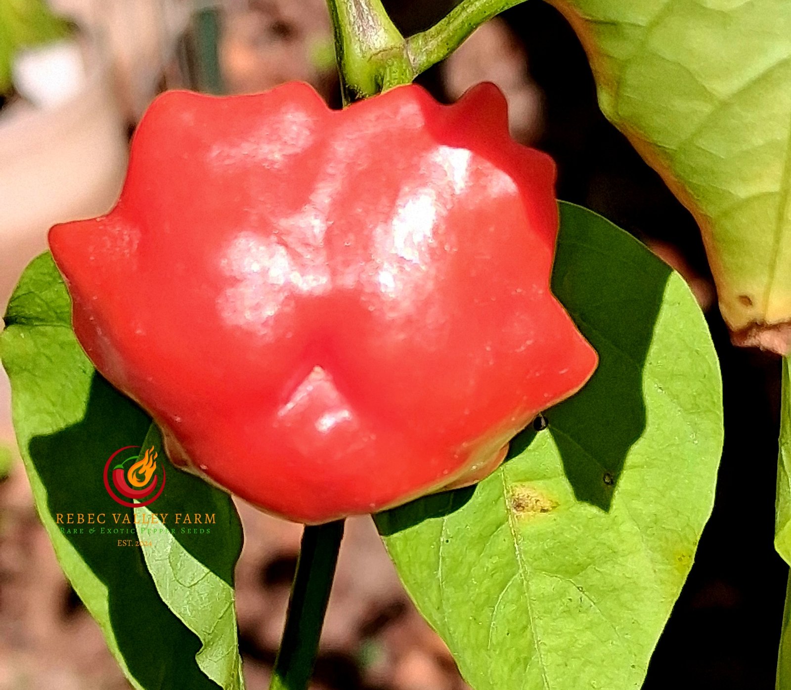 Brazilian Starfish Pepper - Image 2
