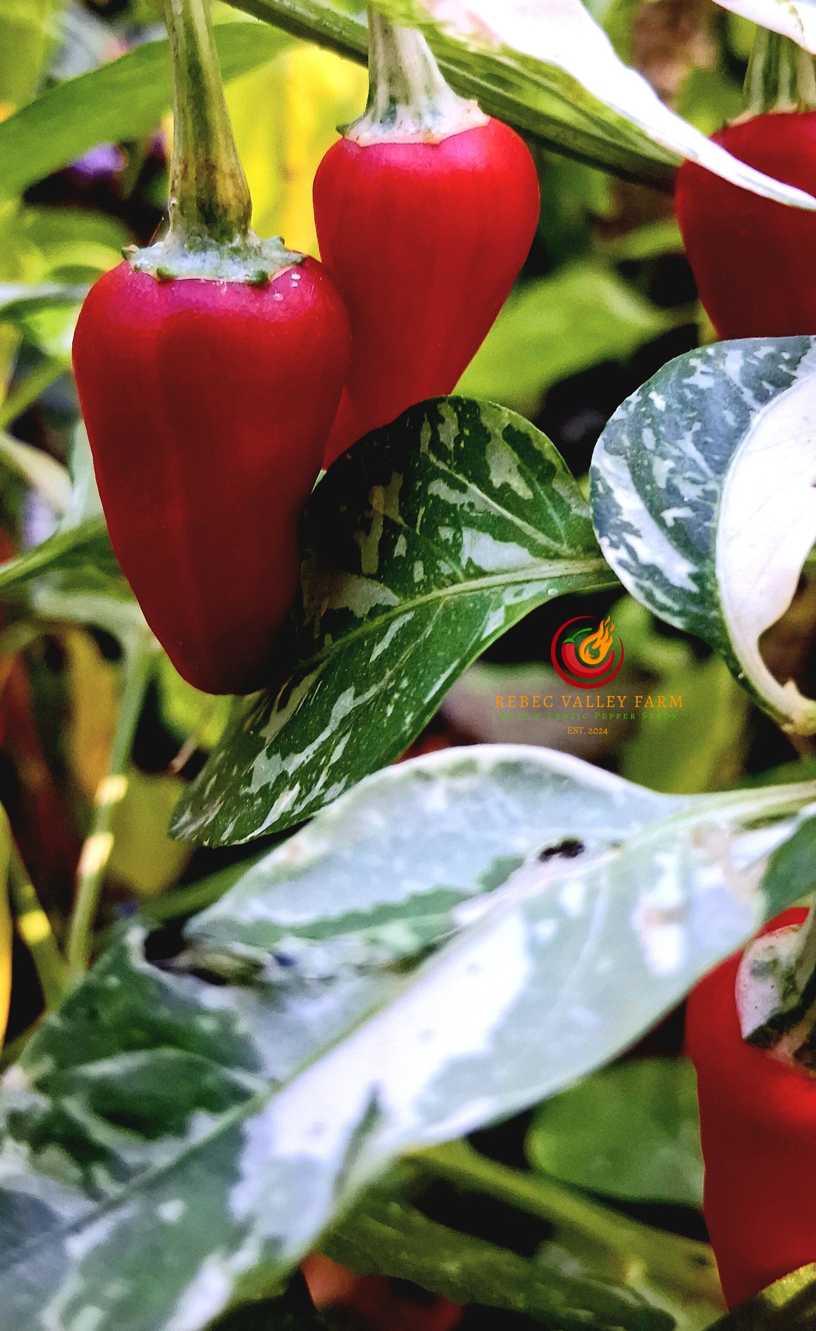 Fish Pepper - Image 4