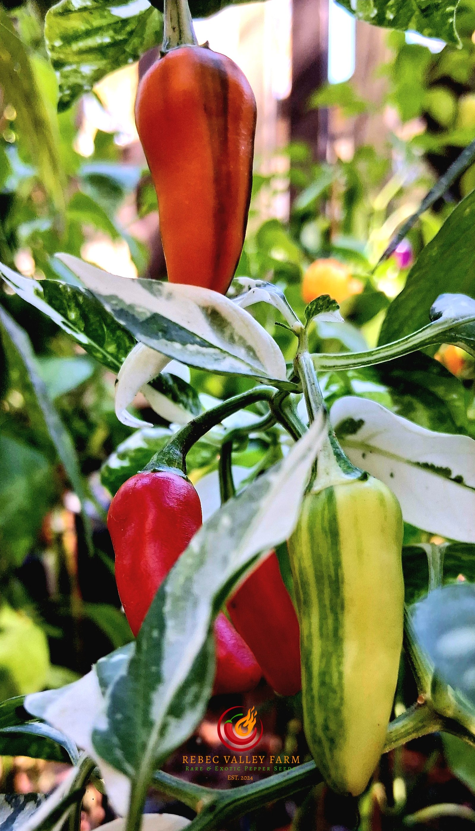 Fish Pepper - Image 3