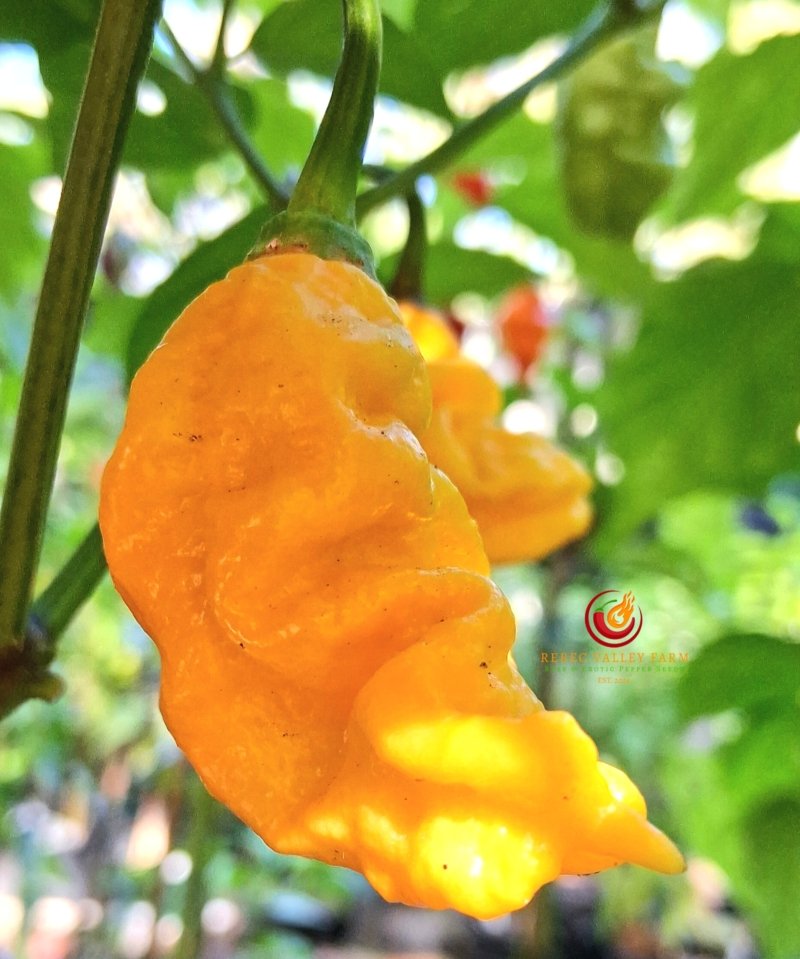 T-Rex Yellow Pepper - Image 4
