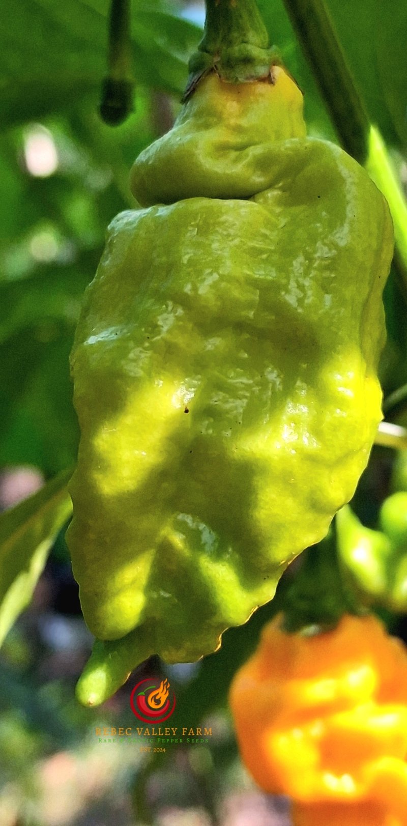 T-Rex Yellow Pepper - Image 3
