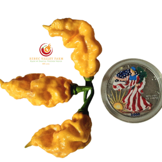 T-Rex Yellow Pepper