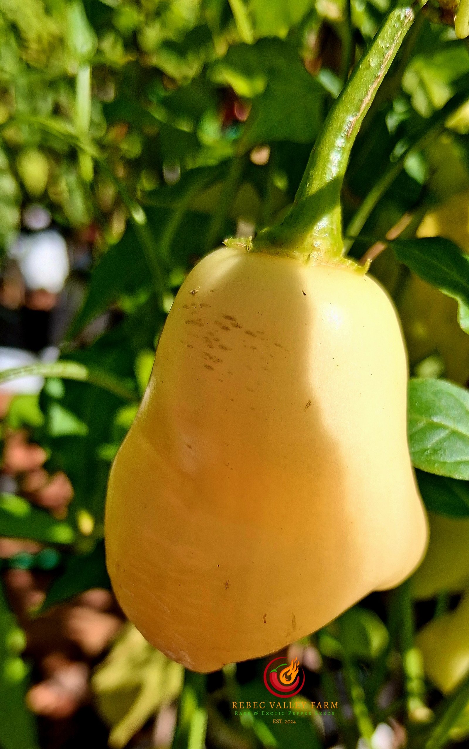 Aji Fantasy Peach Pepper - Image 4