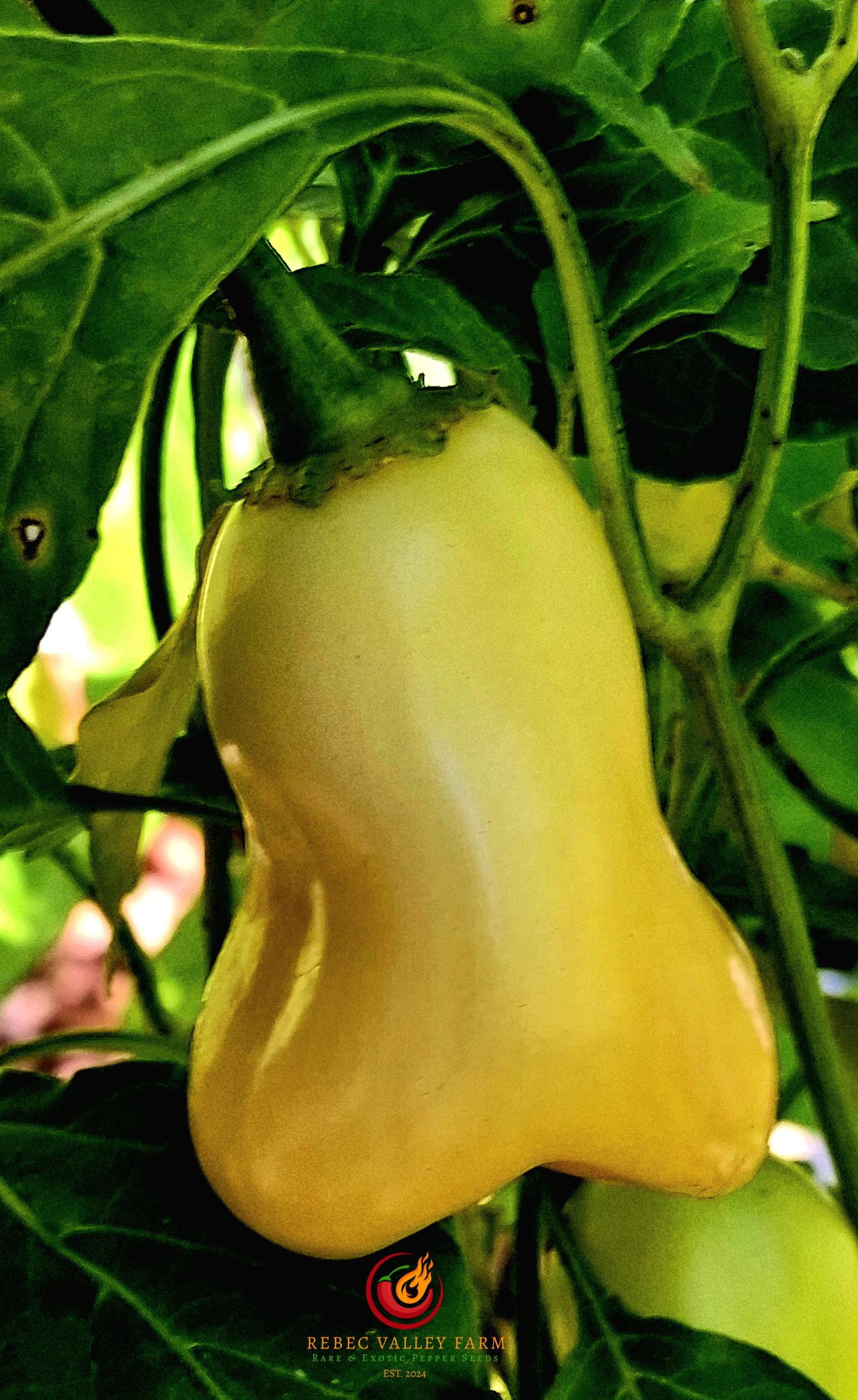 Aji Fantasy Peach Pepper - Image 3