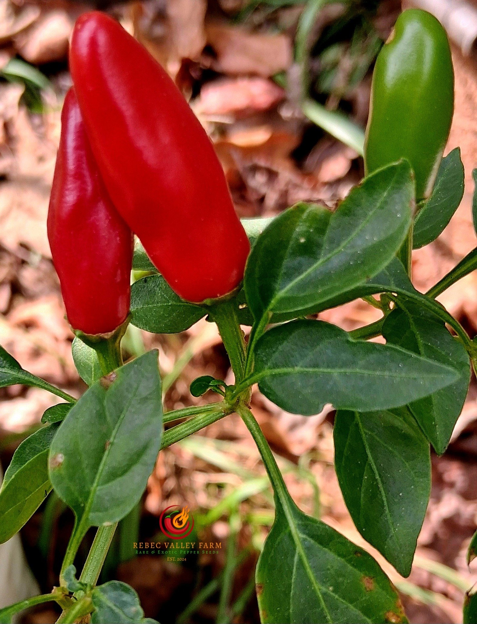Super Chili Pepper - Image 3