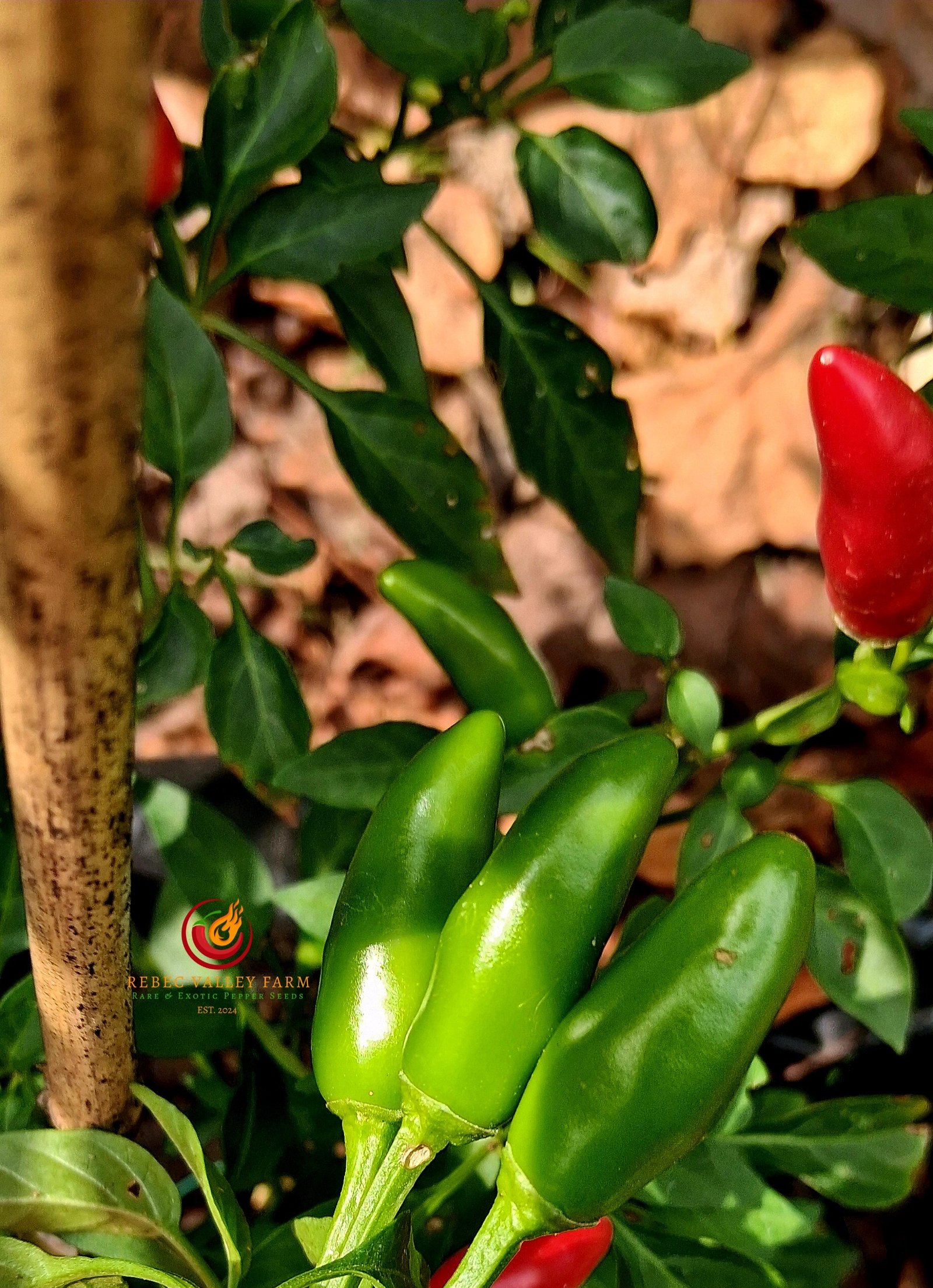 Super Chili Pepper - Image 2