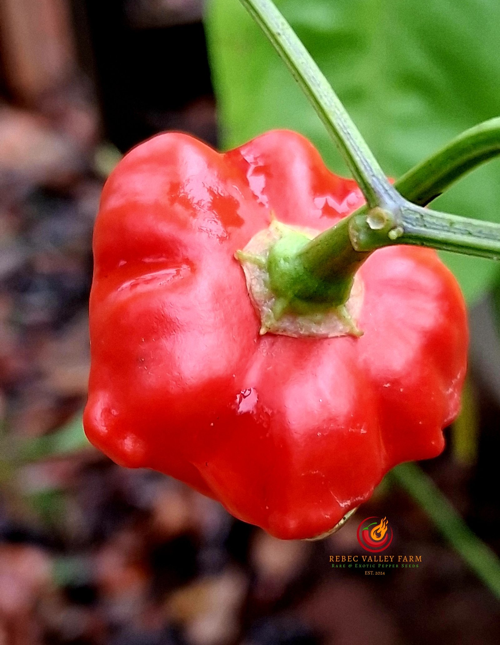 Brazilian Starfish Pepper - Image 5