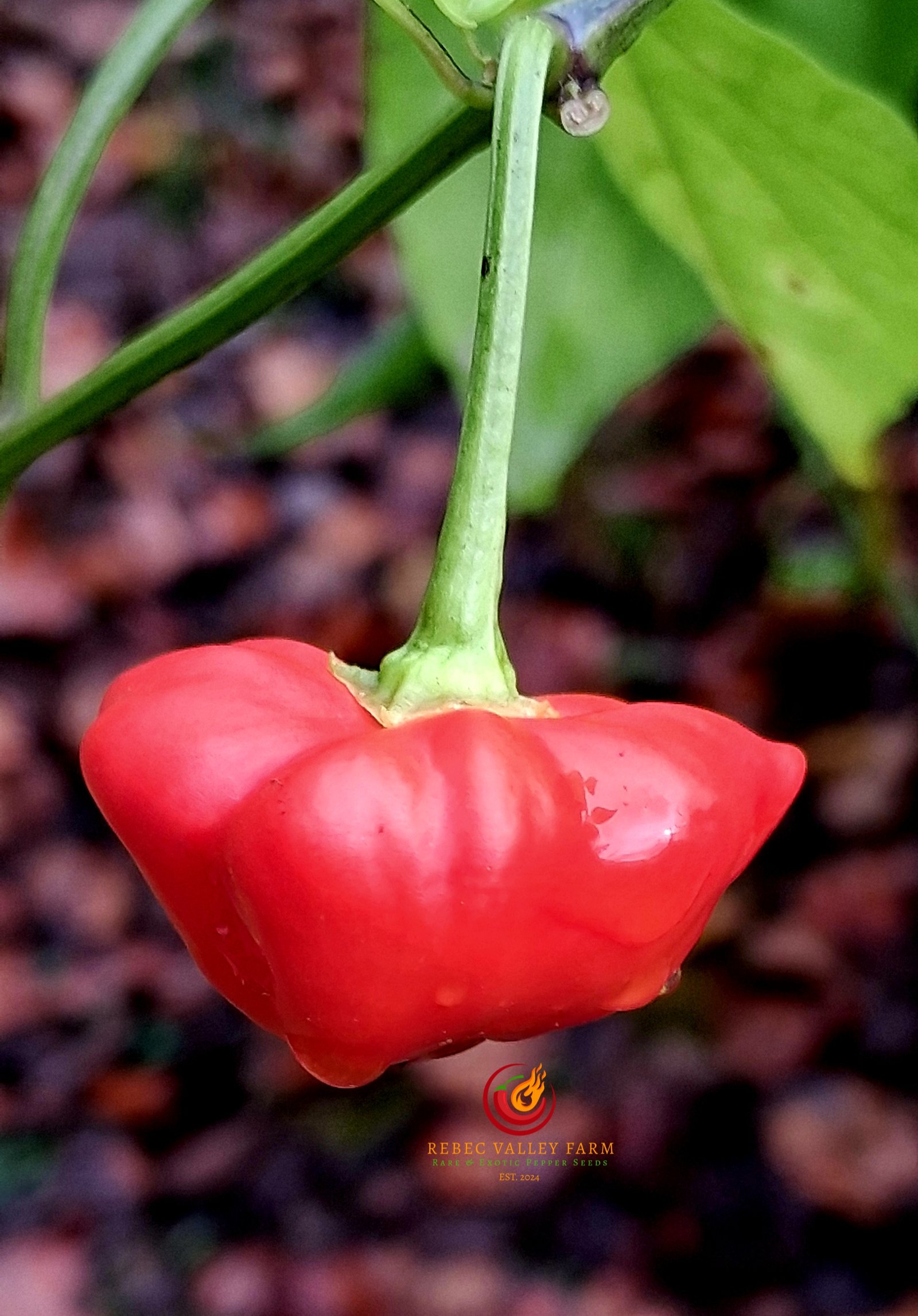 Brazilian Starfish Pepper - Image 6