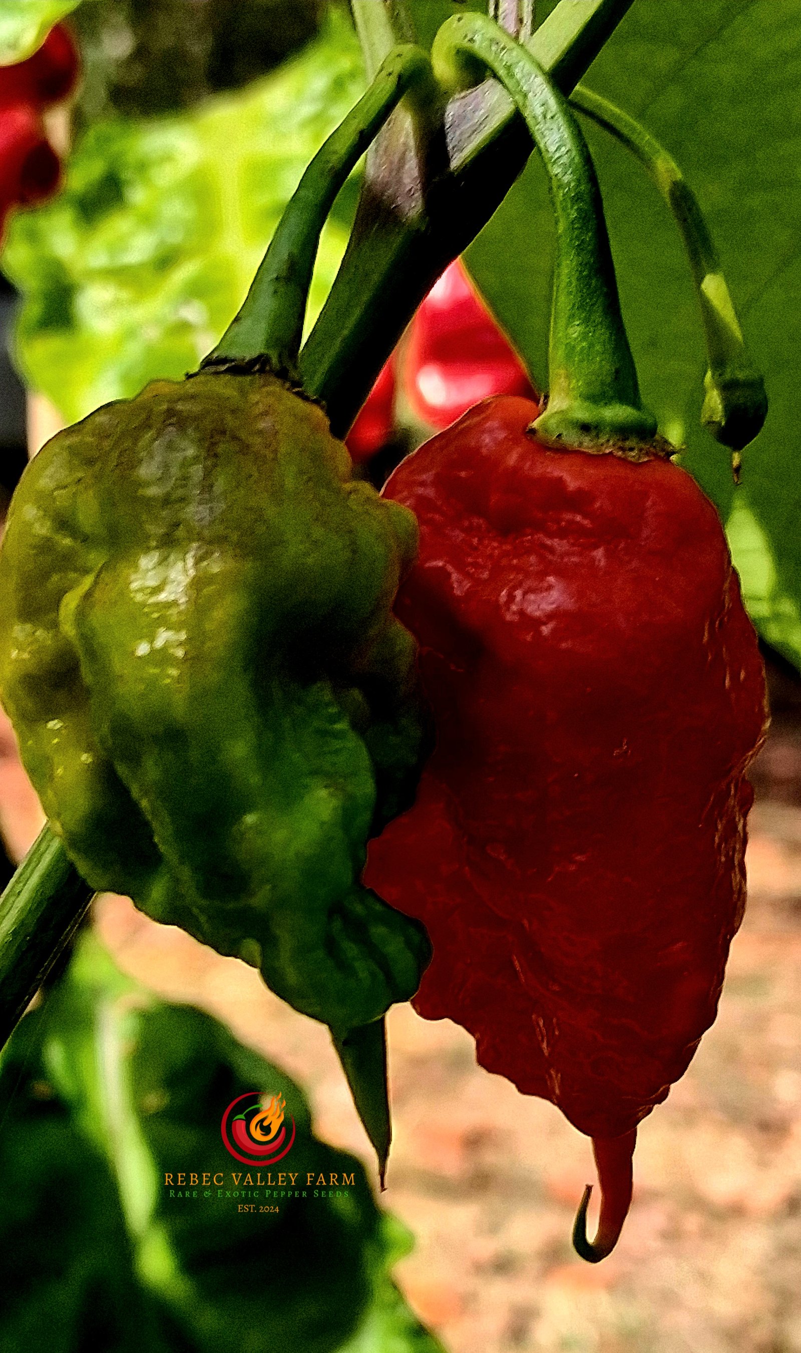 Red Primotalii Pepper - Image 4