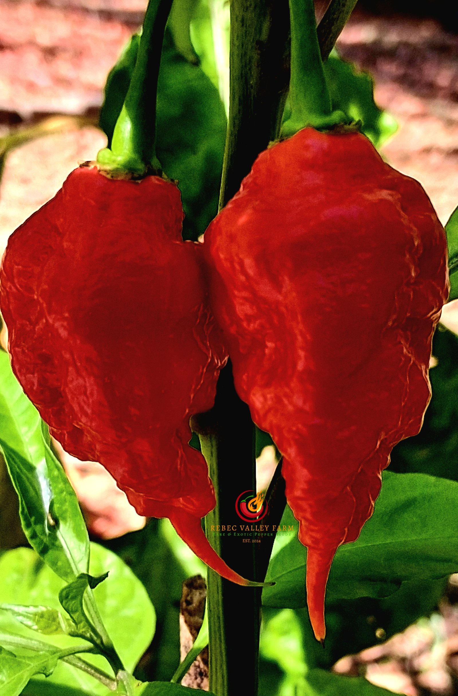 Red Primotalii Pepper - Image 3