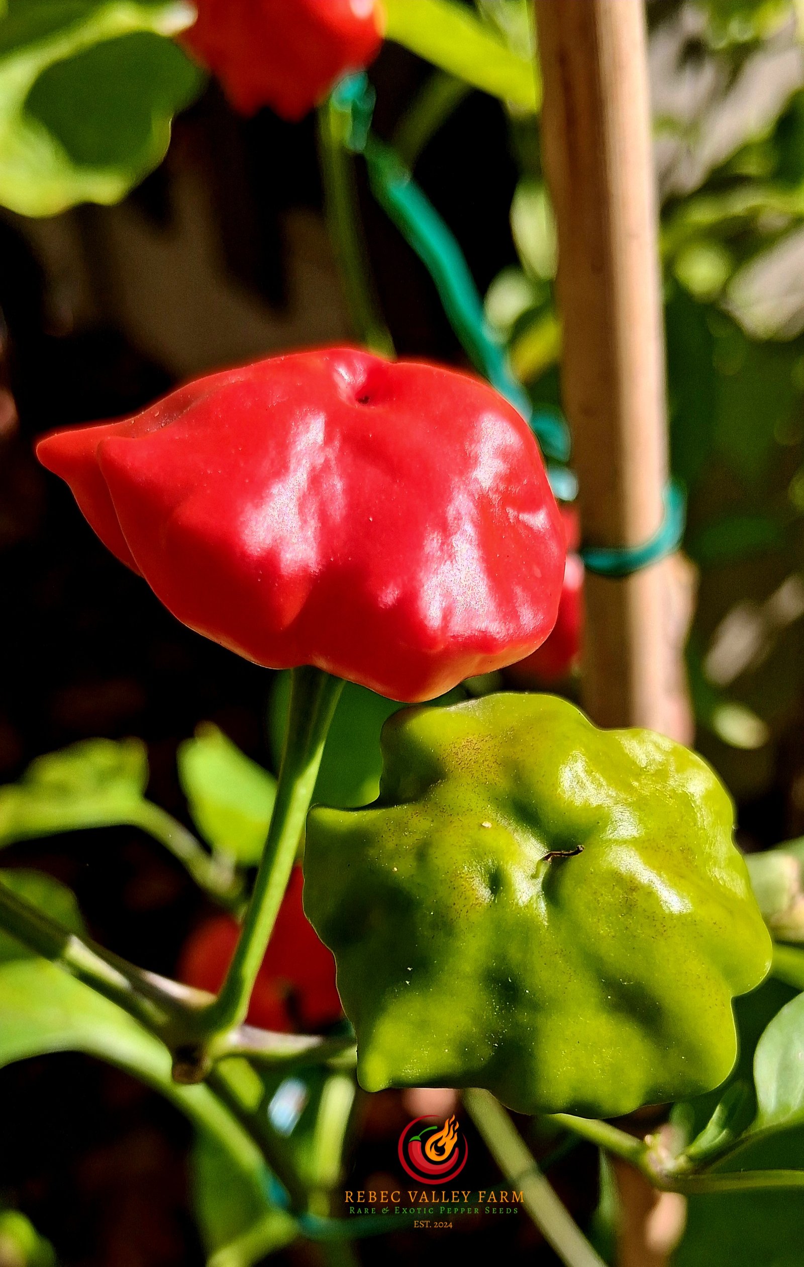 Brazilian Starfish Pepper - Image 4
