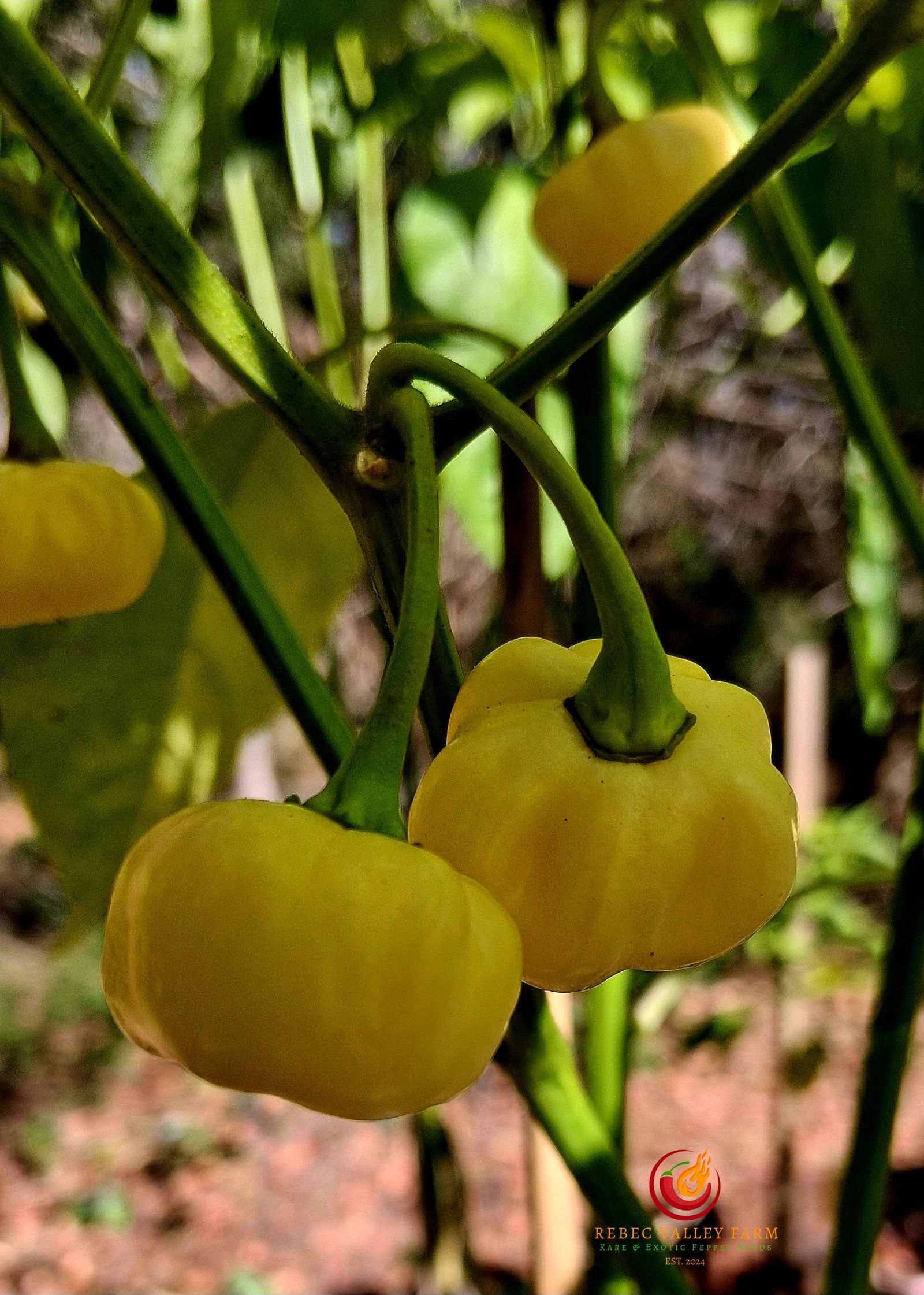 KS Starracha Pumpkin Pepper - Image 3