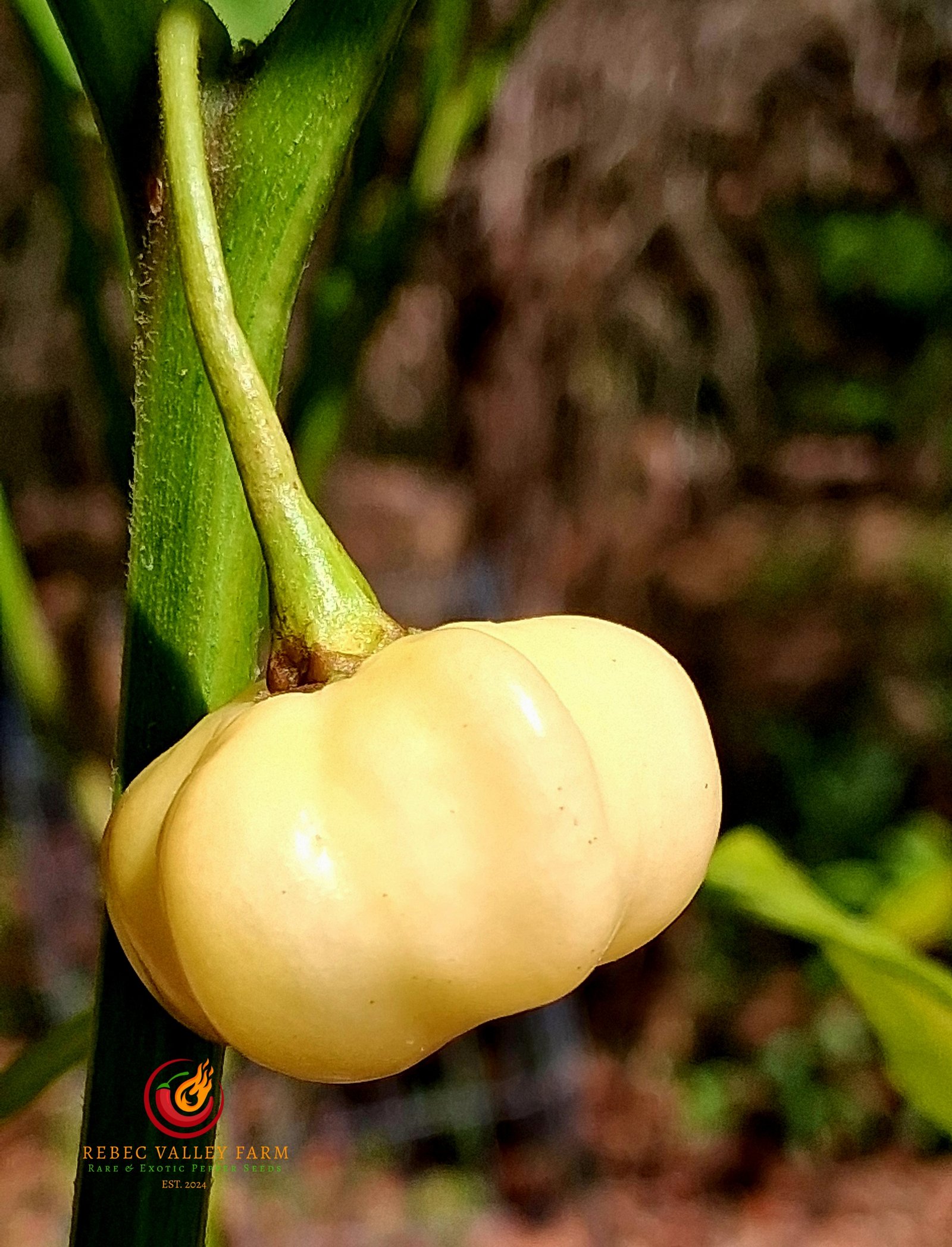 KS Starracha Pumpkin Pepper - Image 2