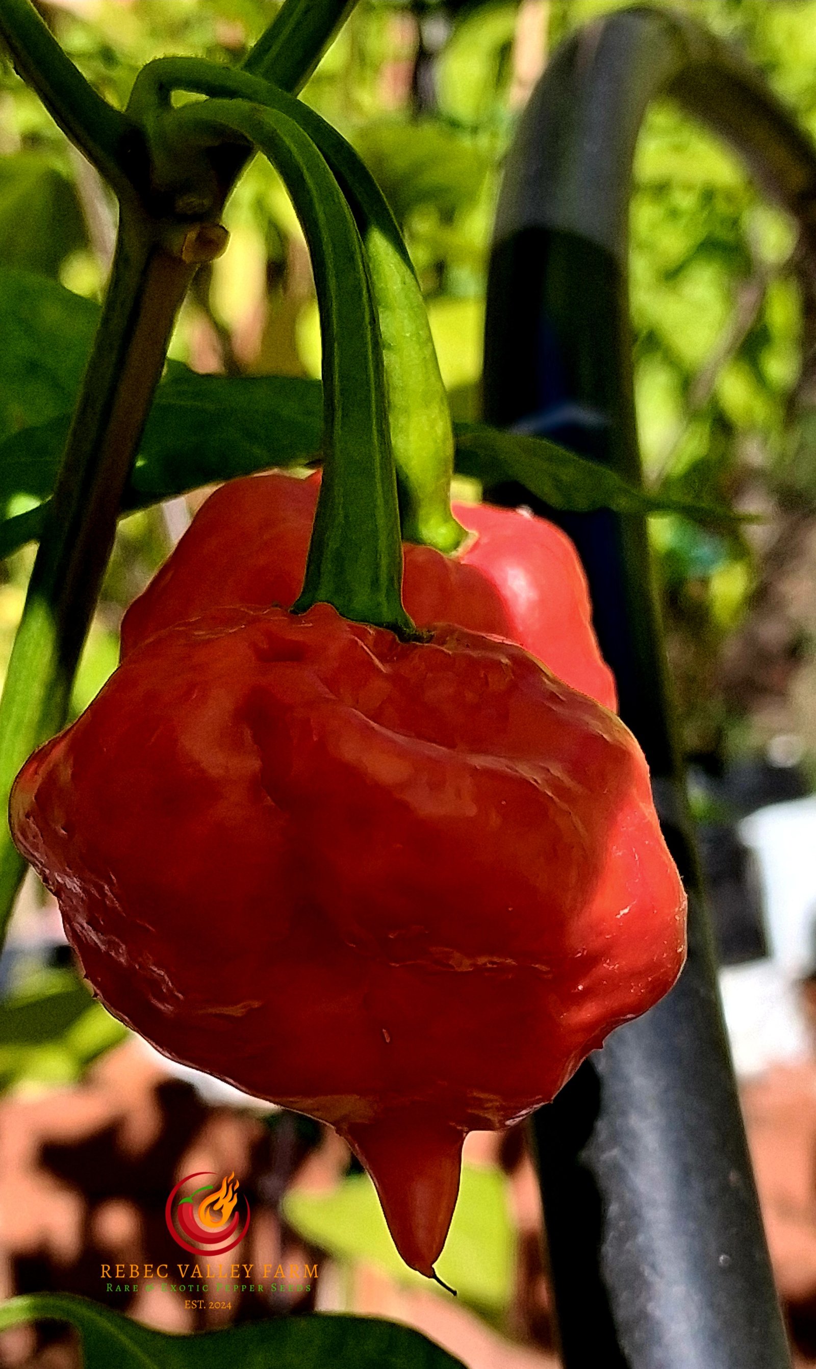 KS Scarlet Rose Pepper - Image 3