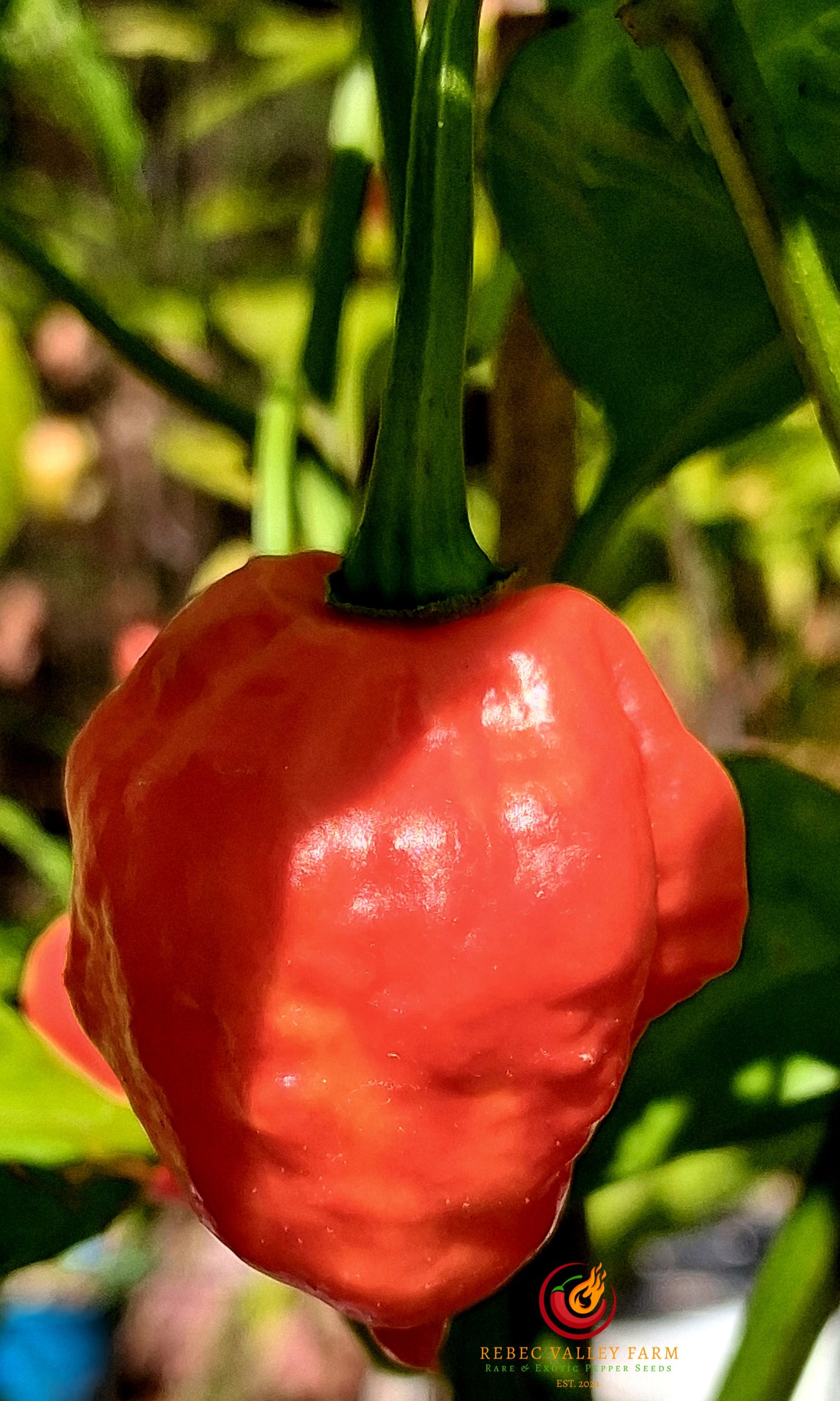 KS Scarlet Rose Pepper - Image 4