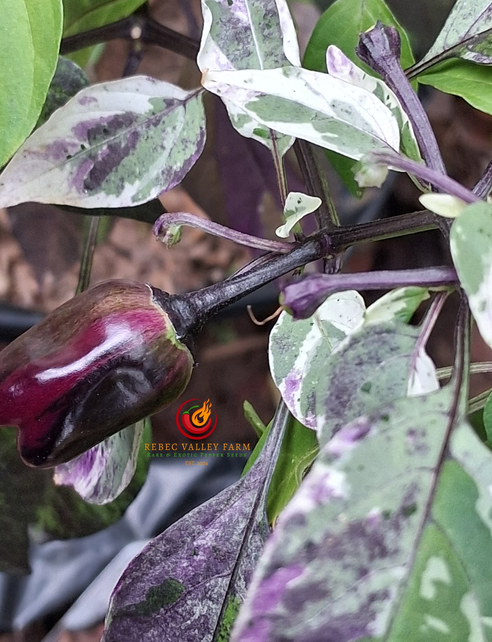 Scarlett's Variegated x Purple Flash Pepper - Image 5