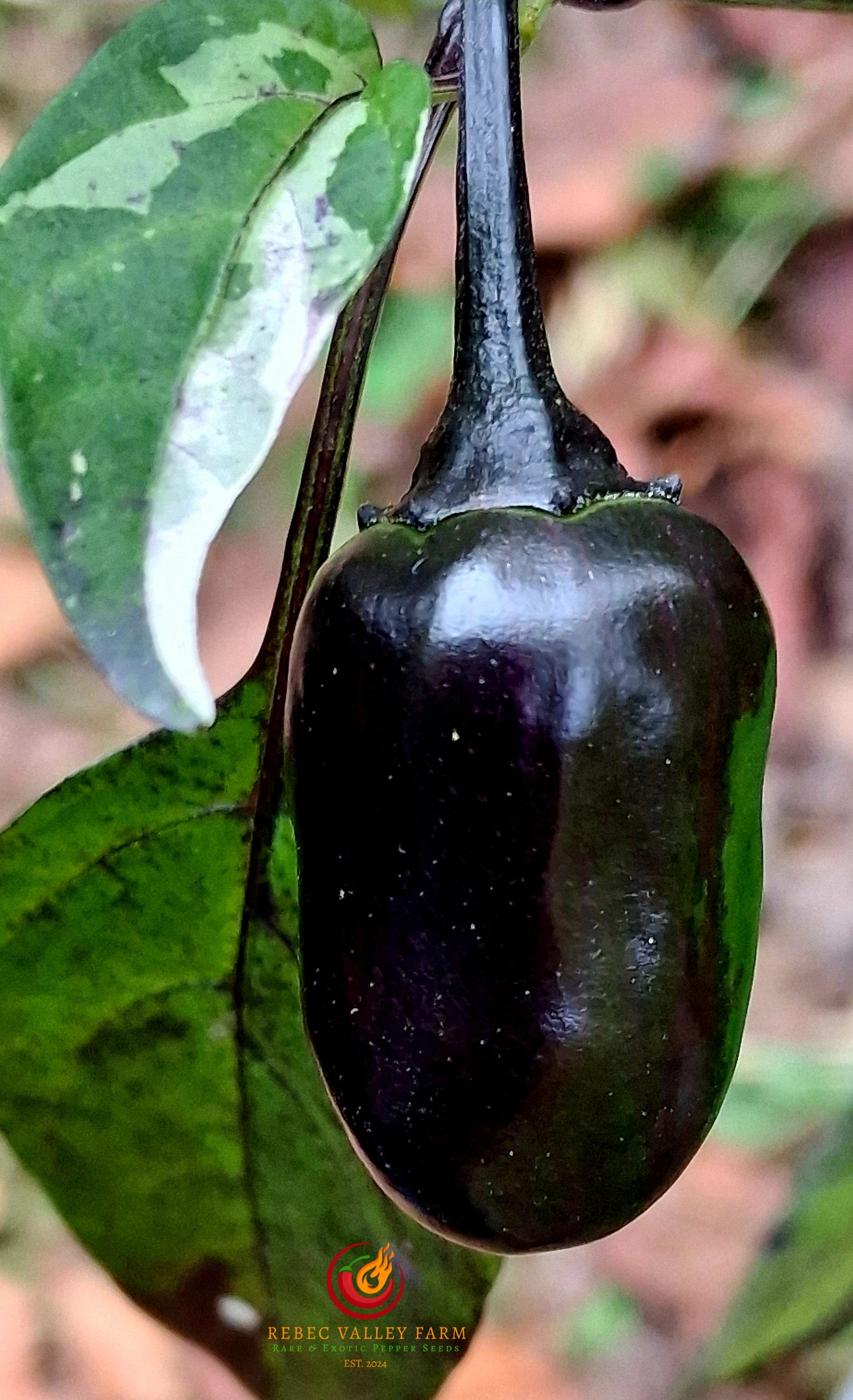 Scarlett's Variegated x Purple Flash Pepper - Image 4