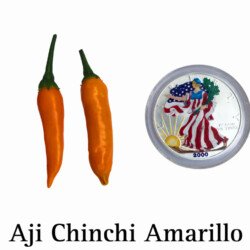 Aji Chinchi Amarillo Pepper