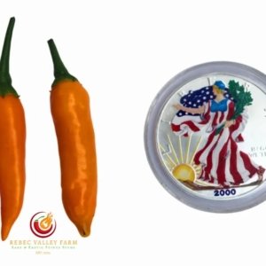 Aji Chinchi Amarillo Pepper