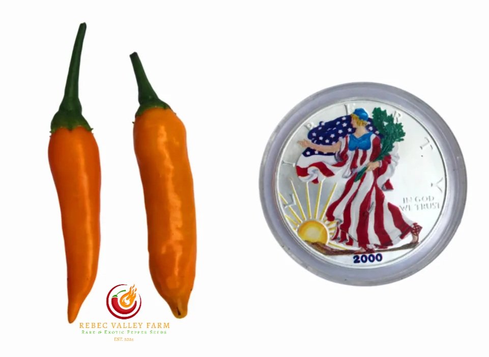 Aji Chinchi Amarillo Pepper