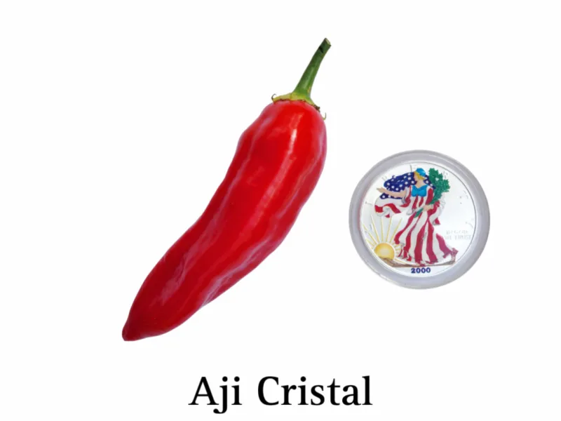 Aji Cristal Pepper Seeds