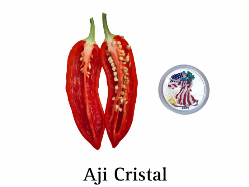 Aji Cristal Pepper - Image 2