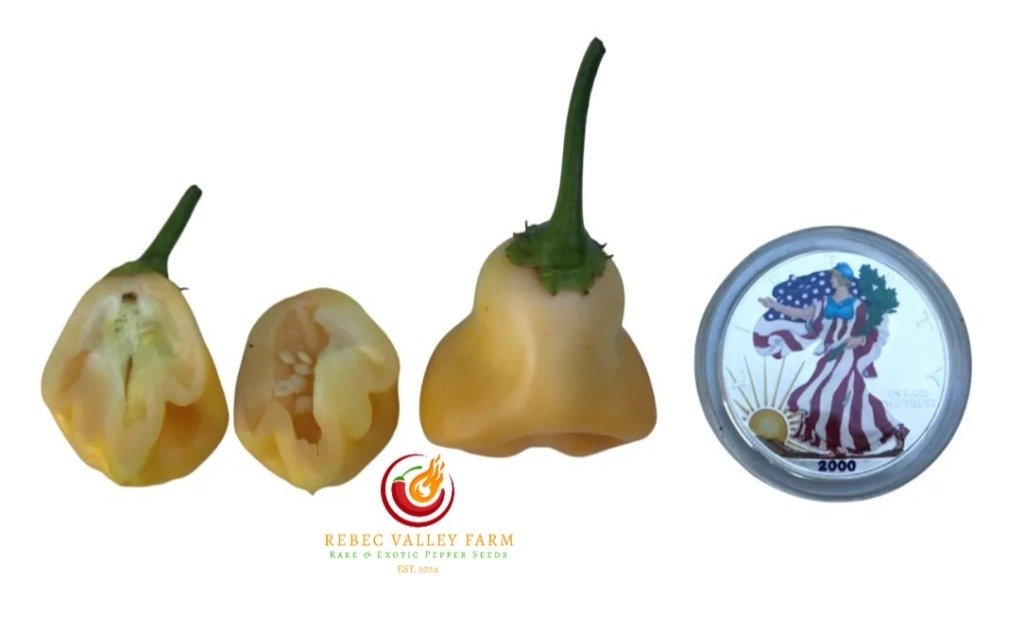 Aji Fantasy Peach Pepper | Rebec Valley Farm