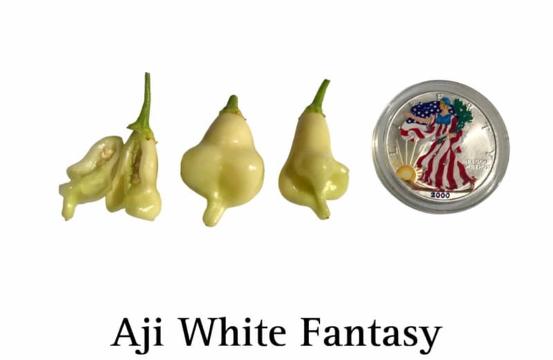 Aji White Fantasy Pepper