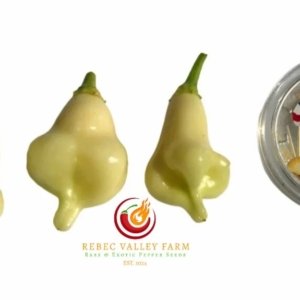 Aji White Fantasy Pepper