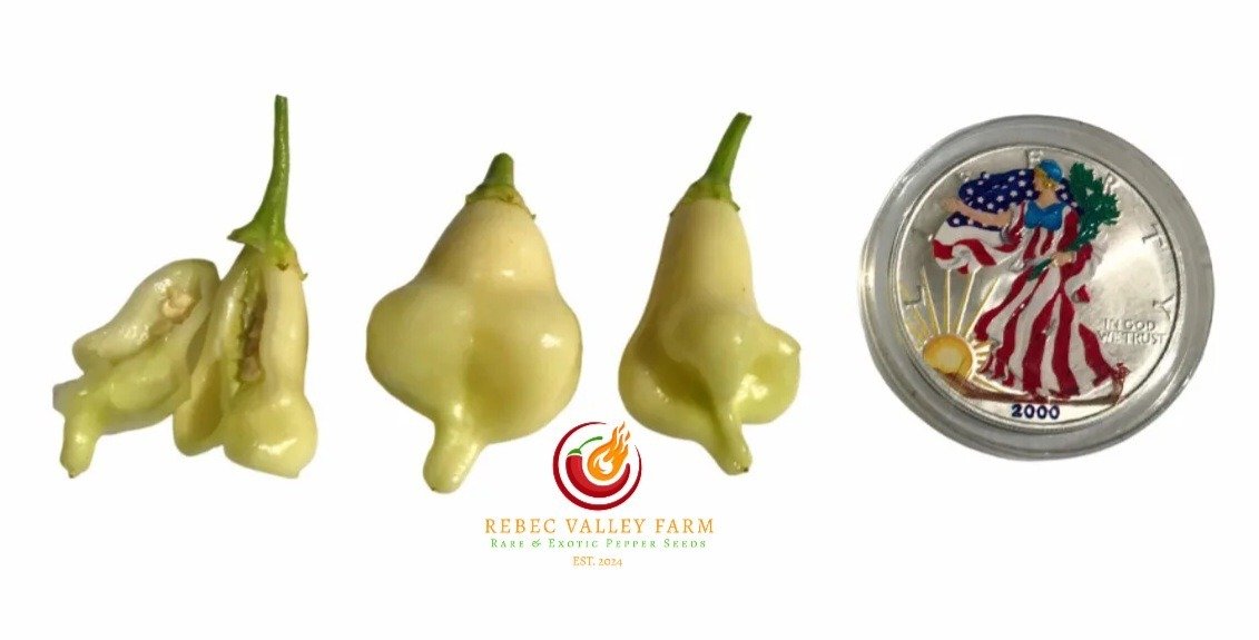 Aji White Fantasy Pepper