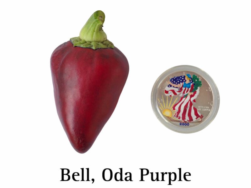 Oda Purple Bell Seeds